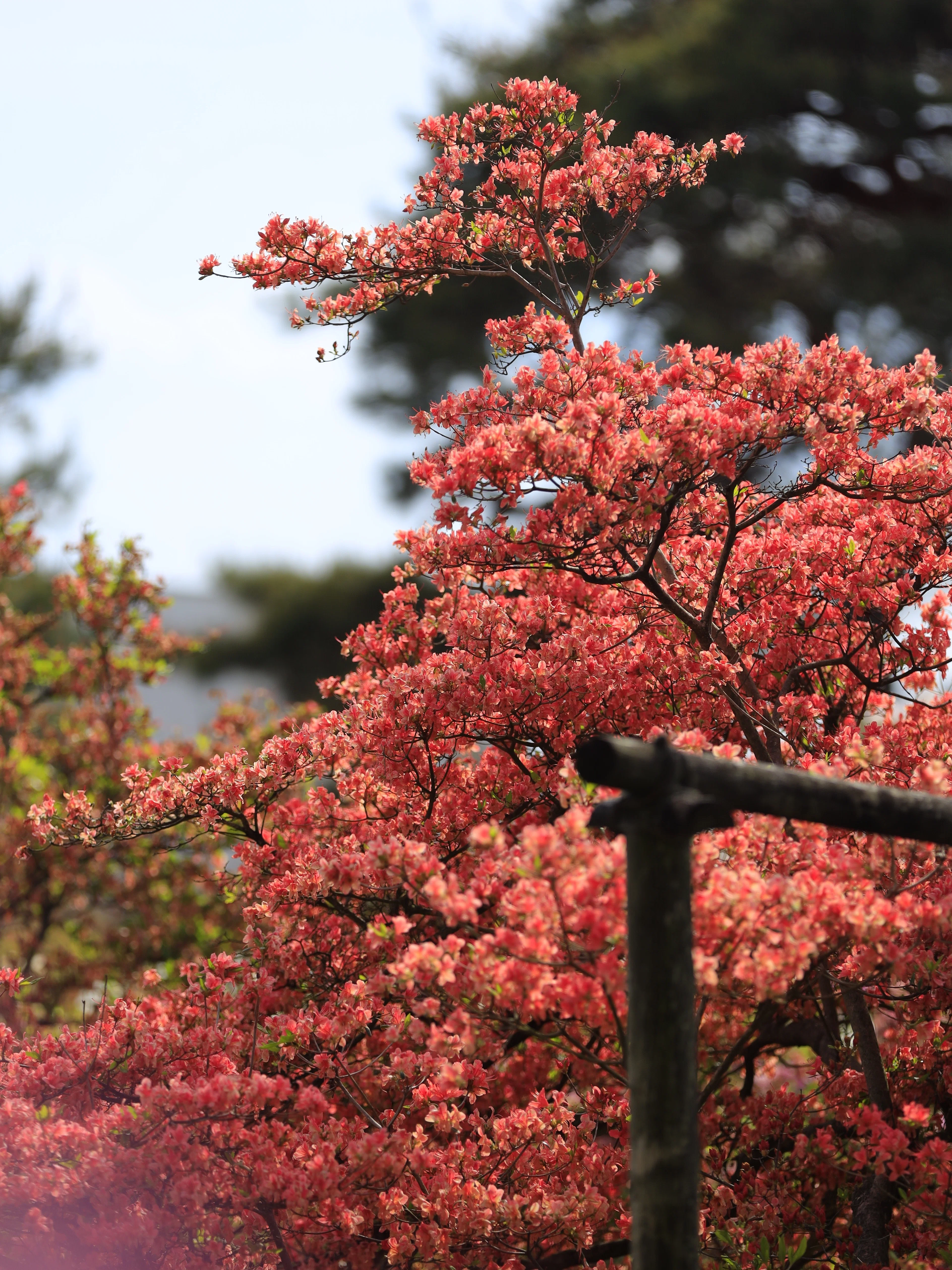 春の花、開花スピード速すぎ問題。藤とつつじを追いかけて群馬まで