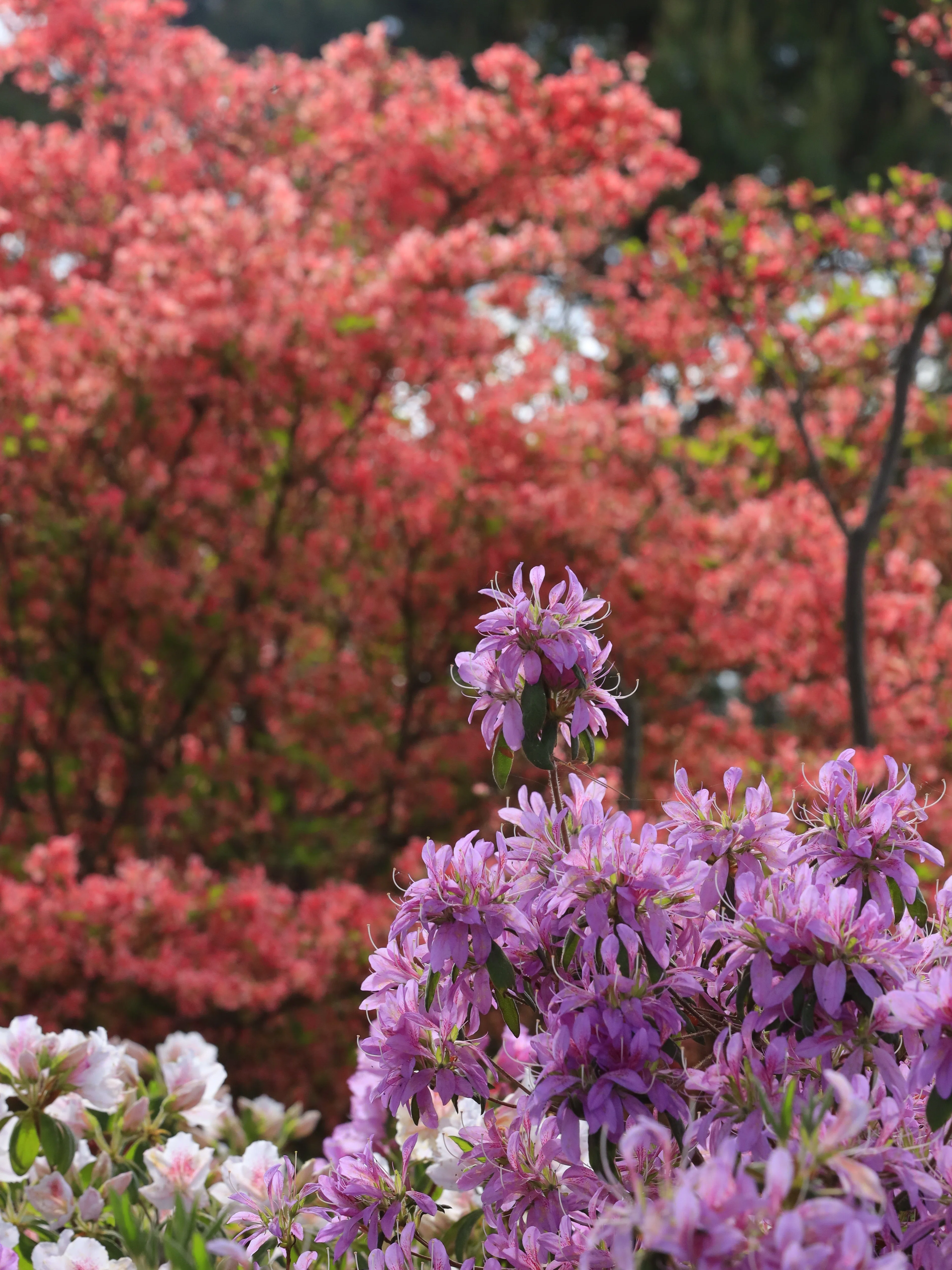 春の花、開花スピード速すぎ問題。藤とつつじを追いかけて群馬まで