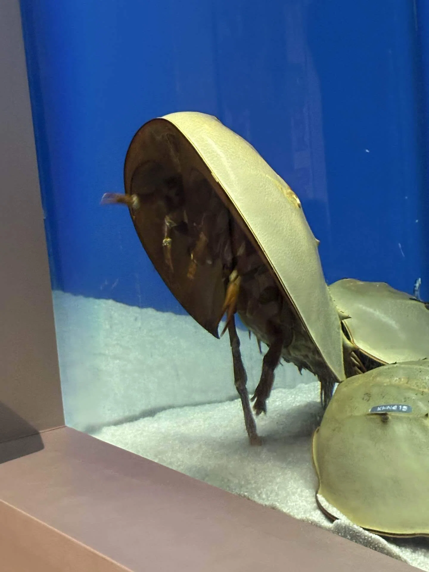東南アジア産 カブトガニ 【公式通販】