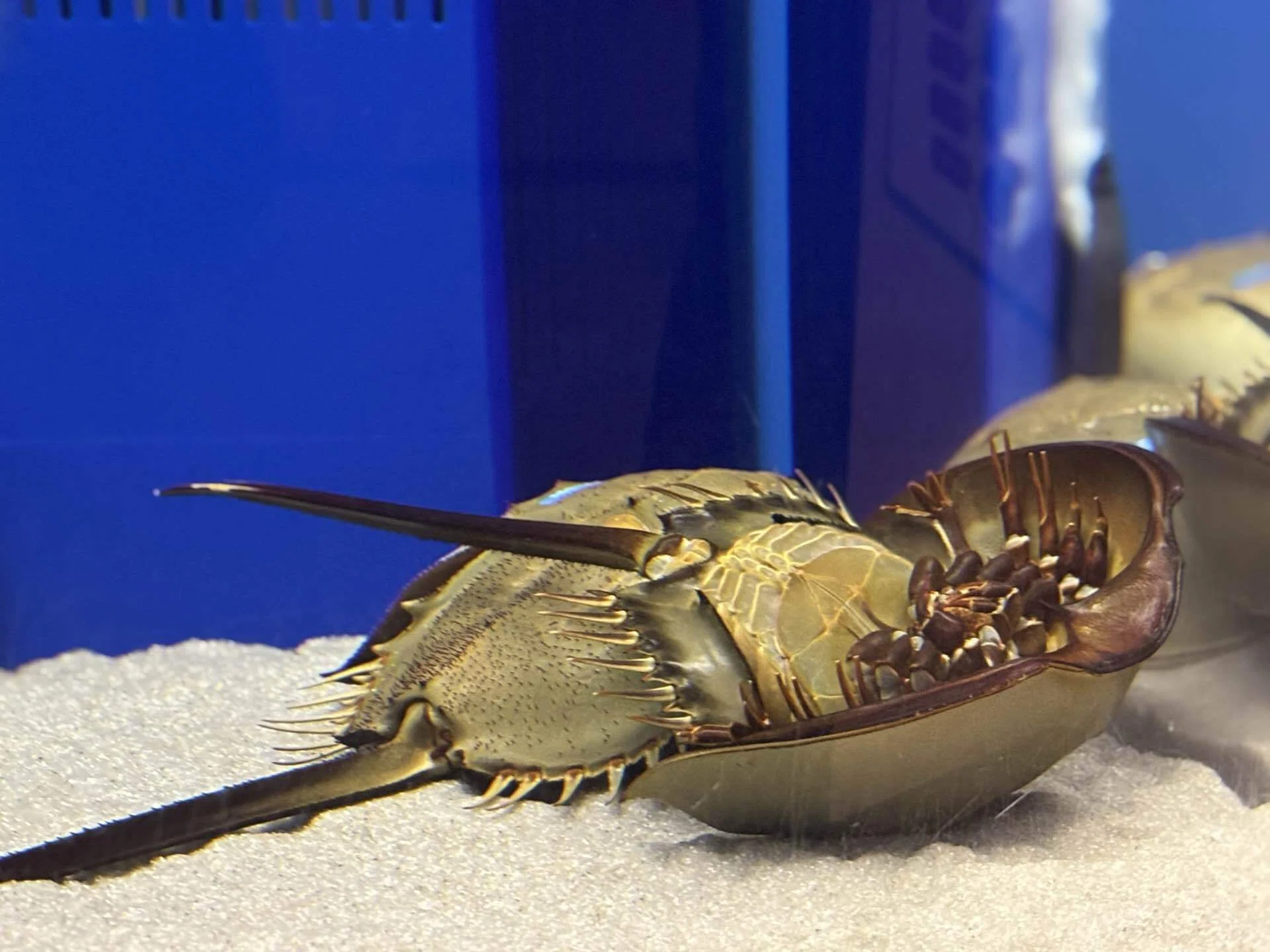 カブトガニトーーク｜いきものトーーク！