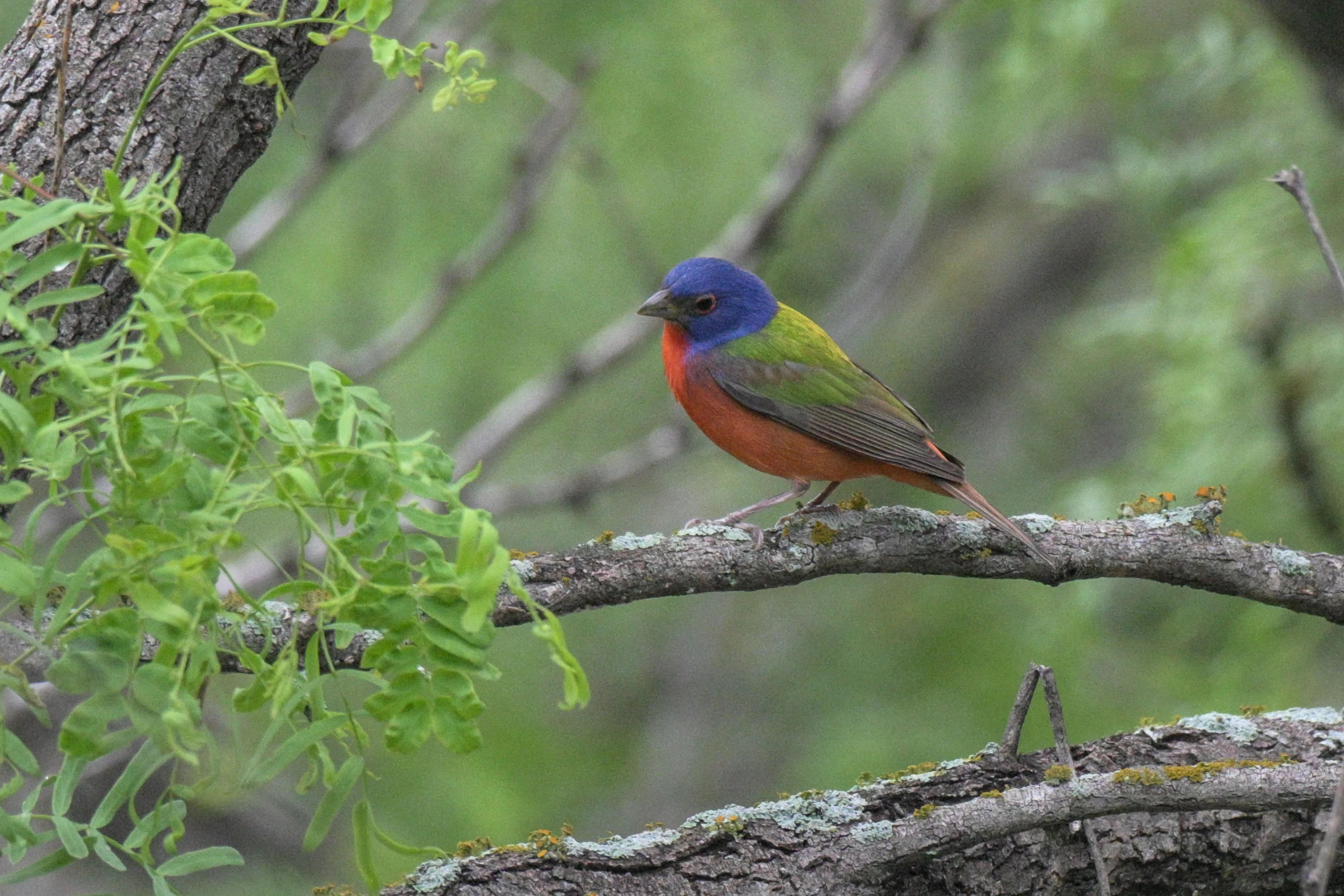 シカゴでバードウォッチング！】 テキサス編 1 Painted Bunting｜ローリー