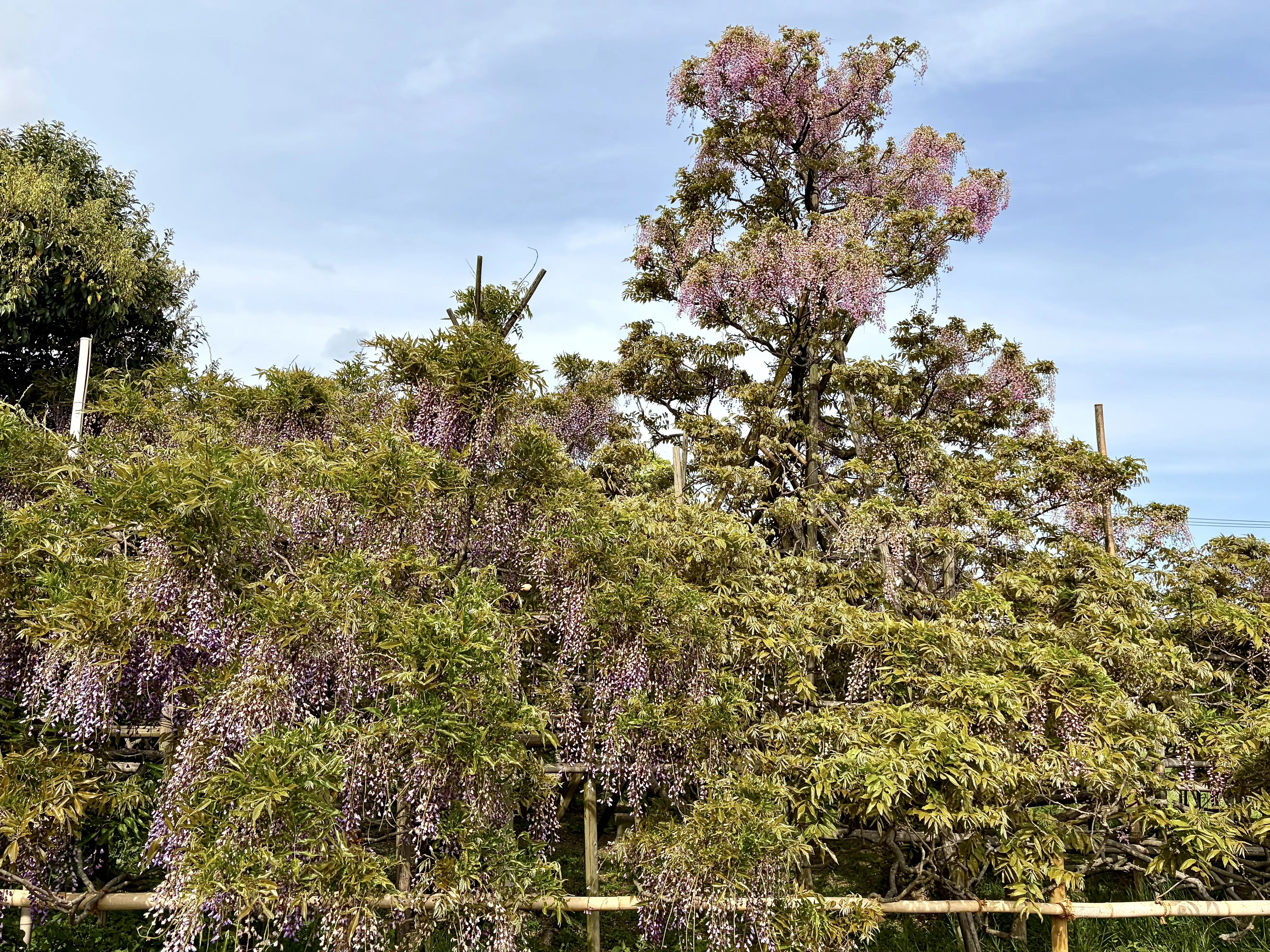 The Nagai Residence] The life of a flower is short, and the life