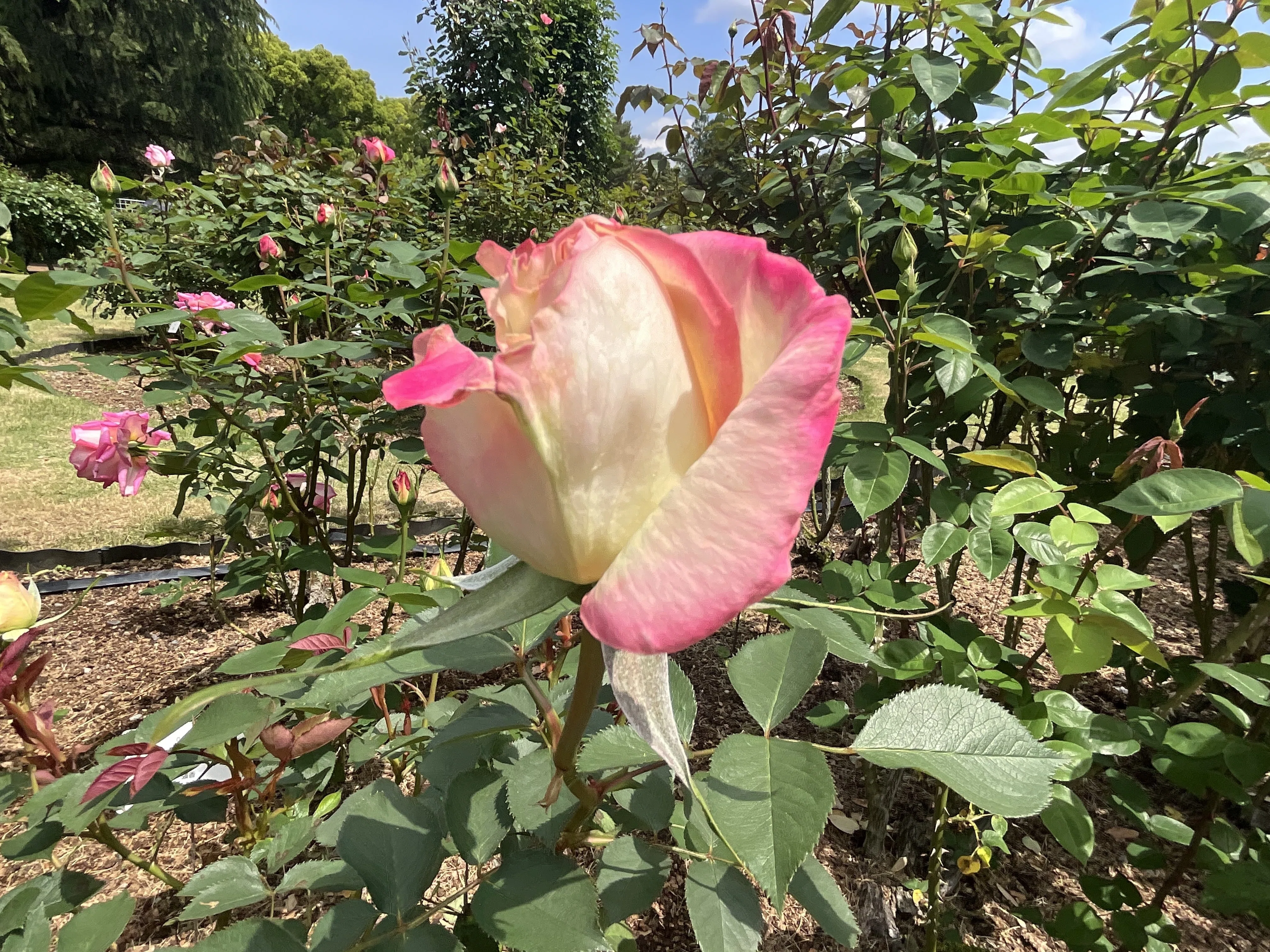 魅惑（京都府立植物園）：2026年4月29日（水）｜藤井秀昭（『京都居候