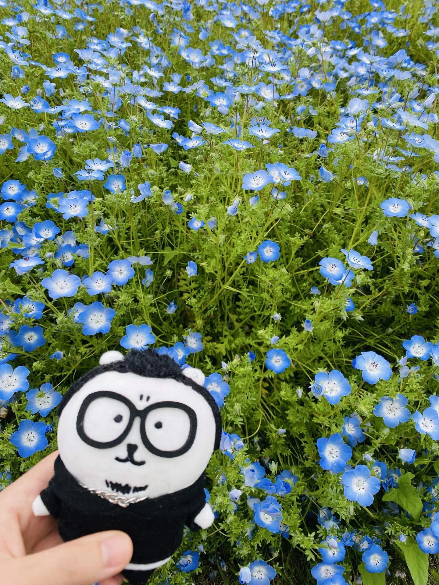 清水公園で春の花を見てきた〜ぬい活付き〜｜岸川珪花【ｺﾐﾃｨｱ156】い63a