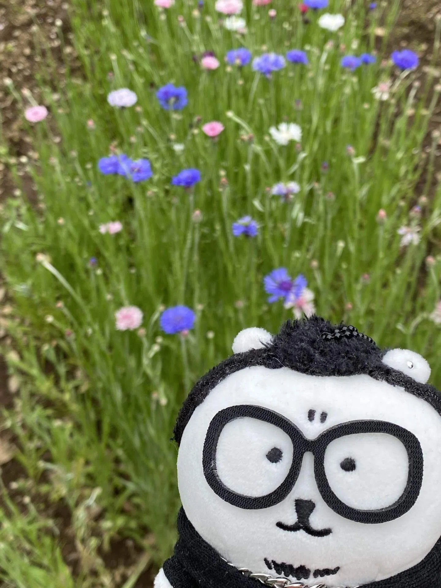 清水公園で春の花を見てきた〜ぬい活付き〜｜岸川珪花【ｺﾐﾃｨｱ156】い63a