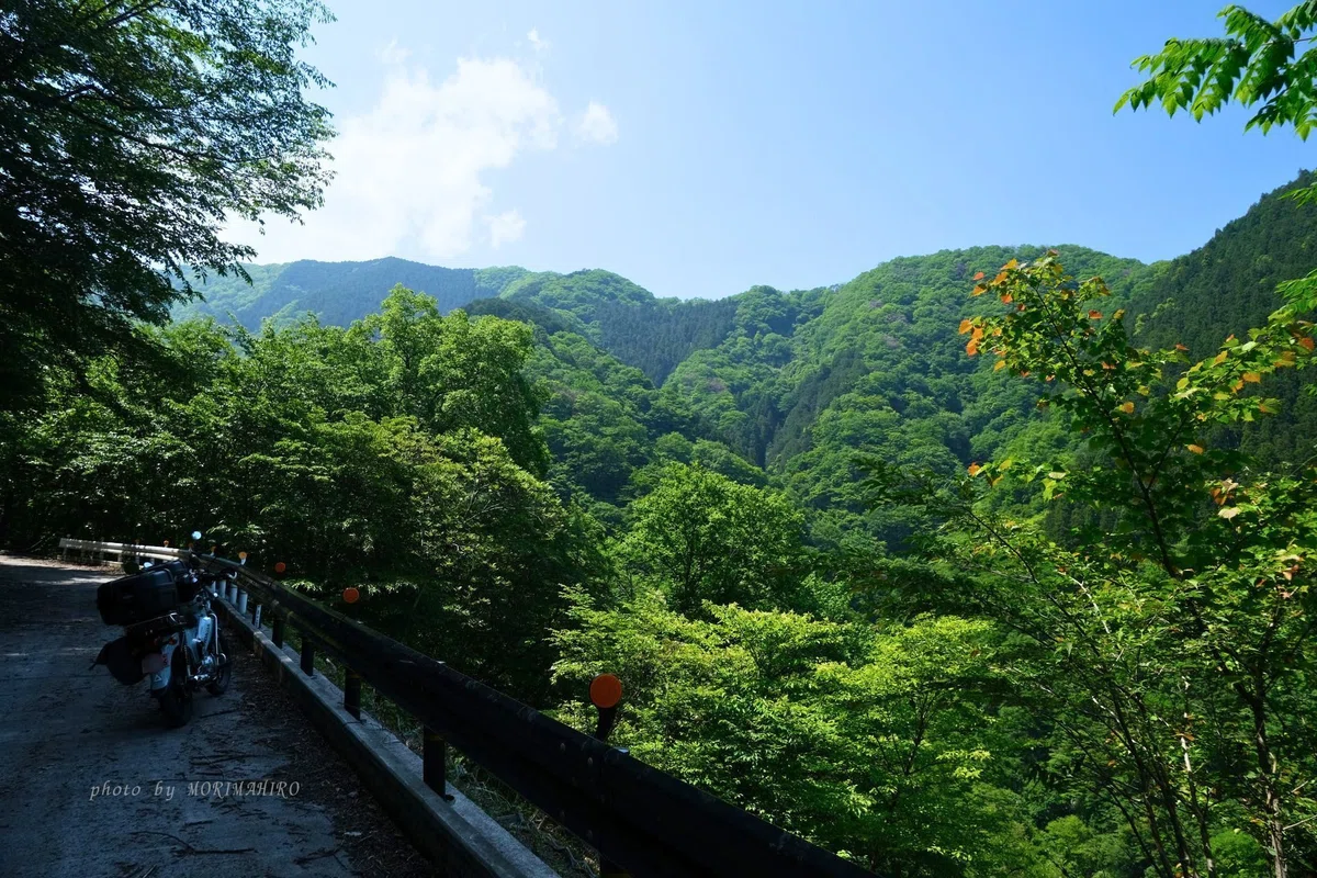 鬱蒼とした緑