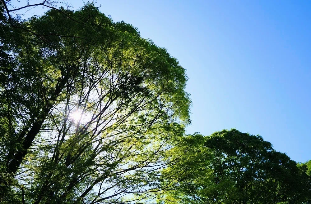 逆光の木々