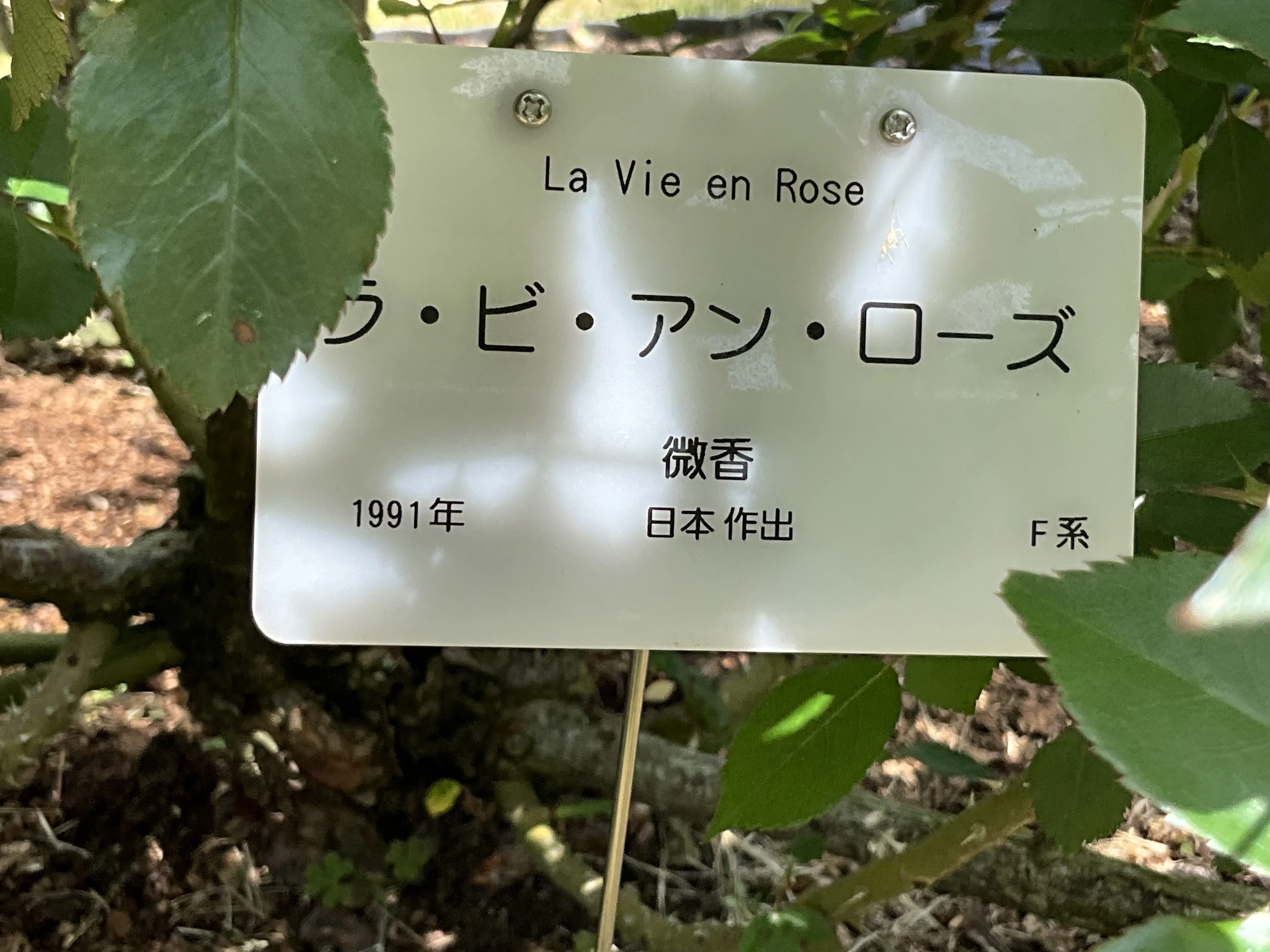ラ・ビ・アン・ローズ（京都府立植物園）：2026年4月30日（木）｜藤井