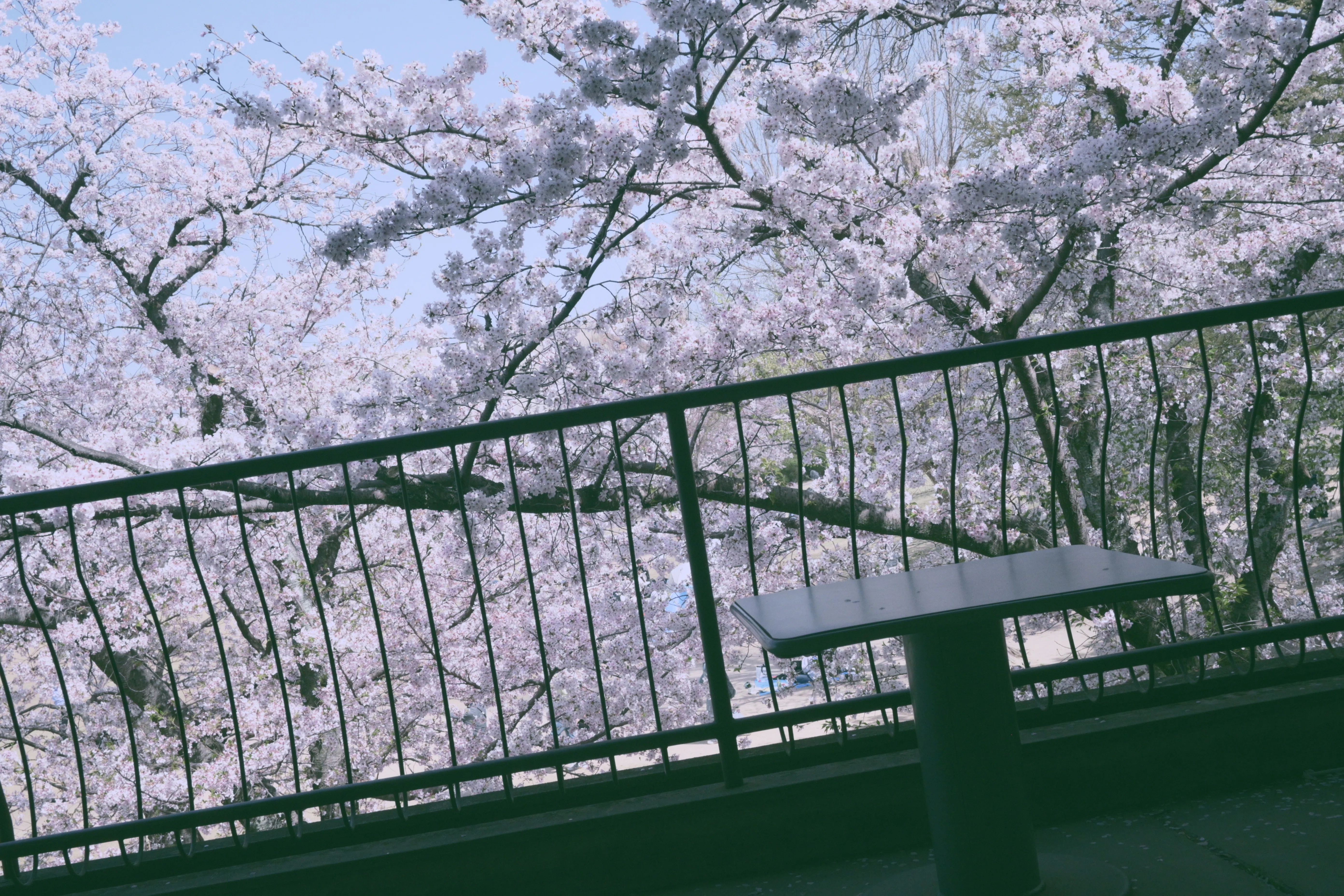 Zfcで撮る vol.2「桜×ノスタルジー」全11枚 作例集｜NIKKOR Z28mm f