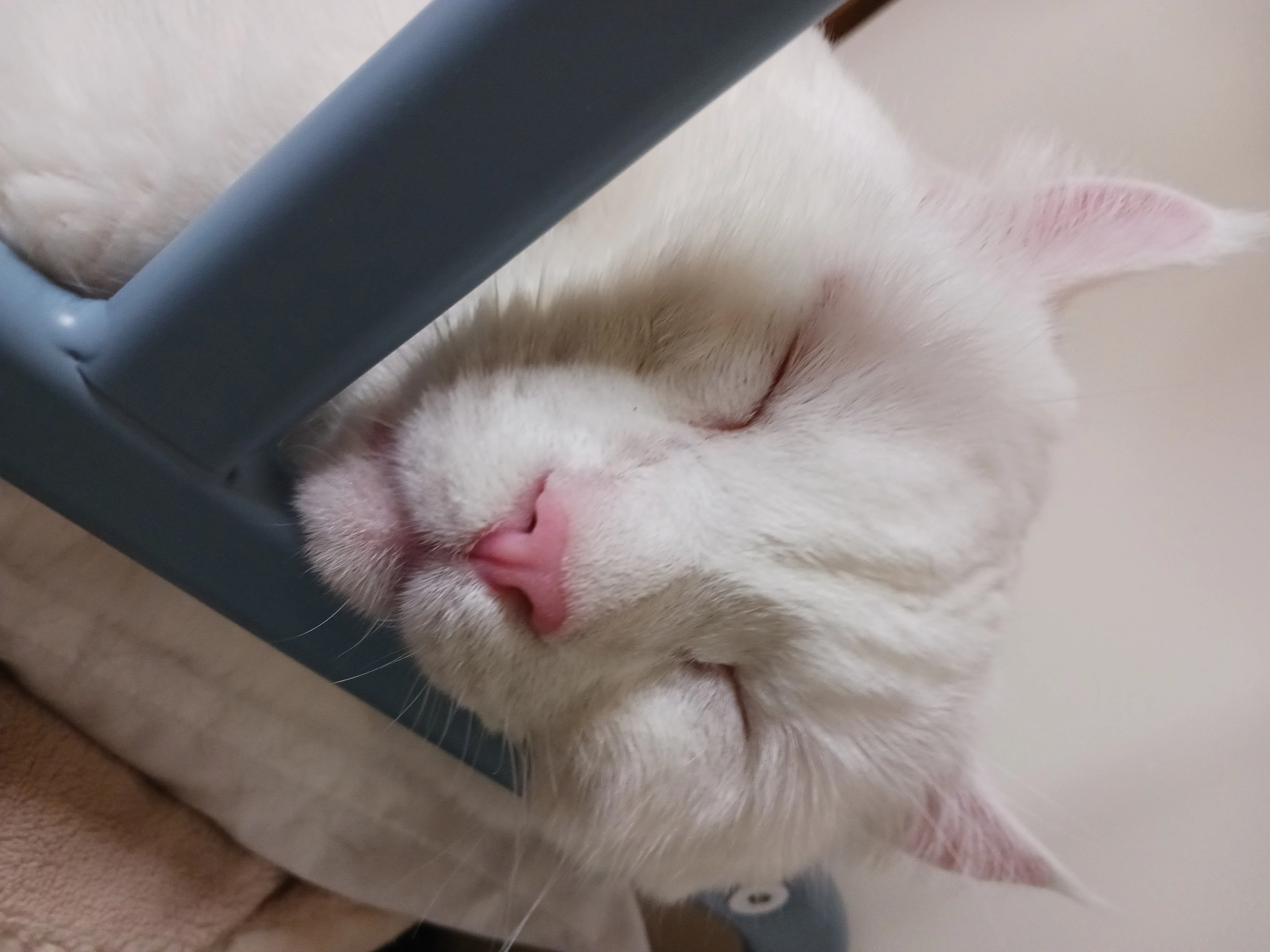 今日も平和です🍀オセロコンビ🤍🖤猫日記🐱｜ねる