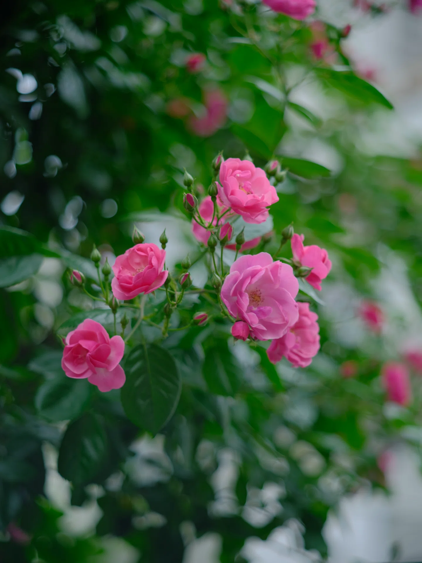super takumar 105mm f2.8｜NOB PHOTO