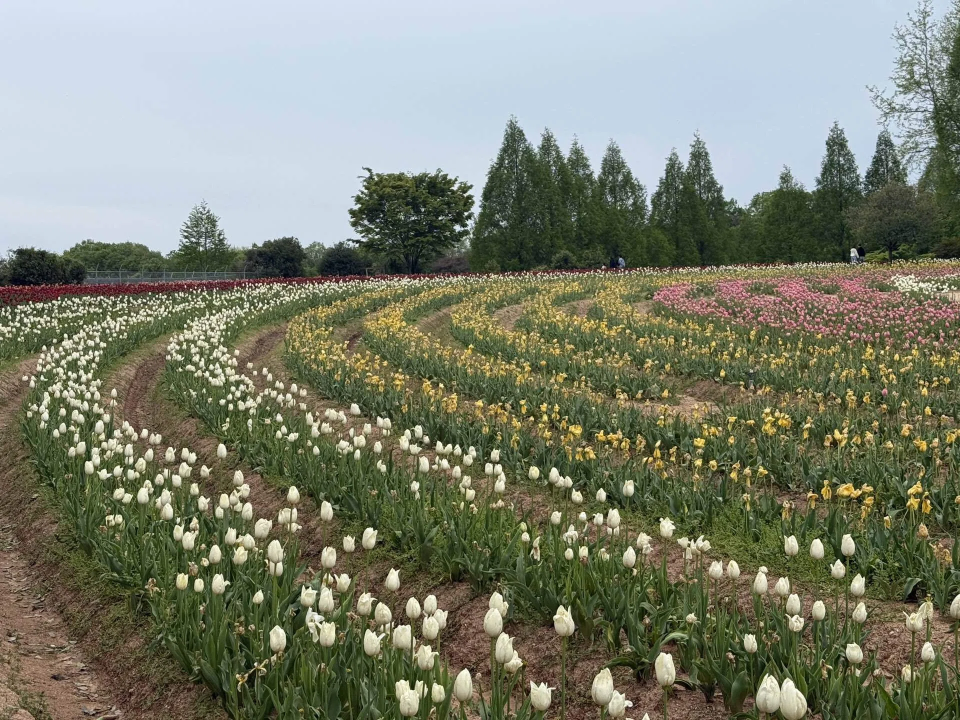 ほたるとばらの花 あさです！ てぶくろ くろっぺとおはなばたけ ほたる