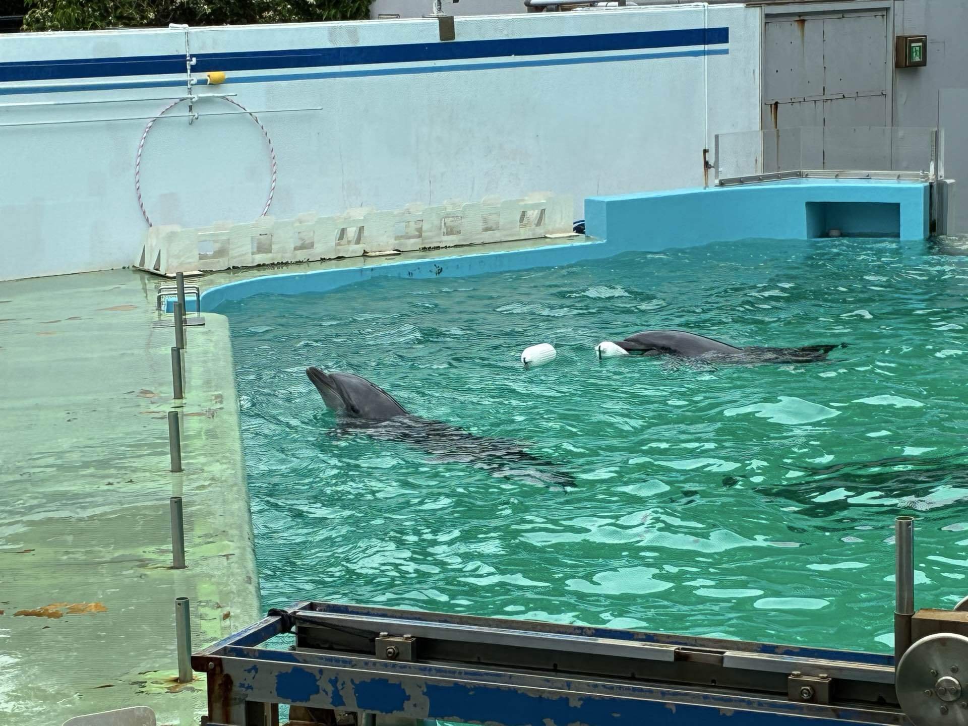 イルカメページ✩ イルカ担当より、二つの重大告知っ♪】｜研究・教育｜名古屋港水族館