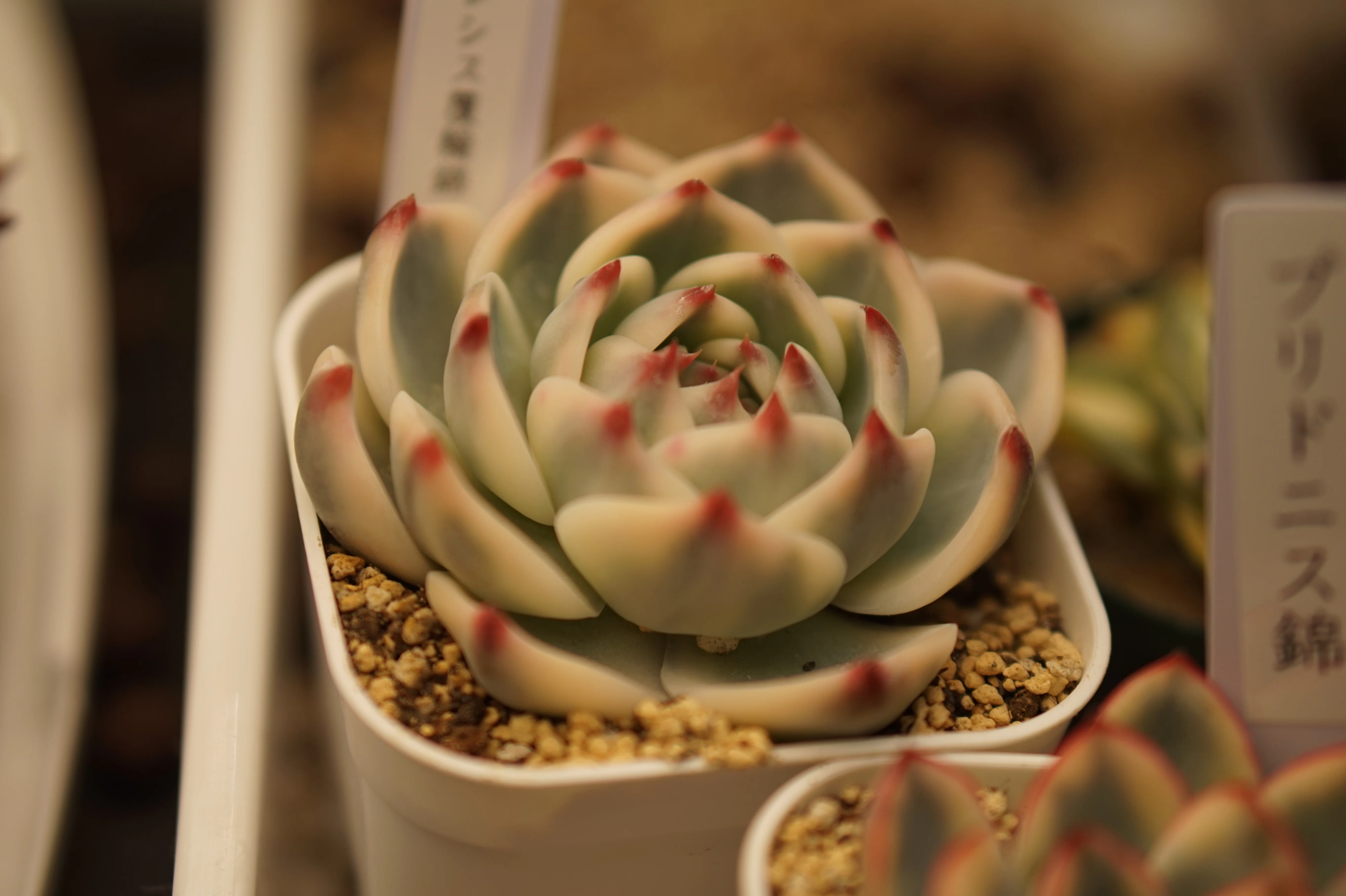 超人気で初心者にもおすすめな多肉植物「チワワエンシス」｜バニオレ