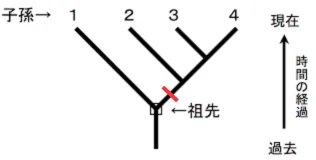 【生物】五界説|Petrichor1852