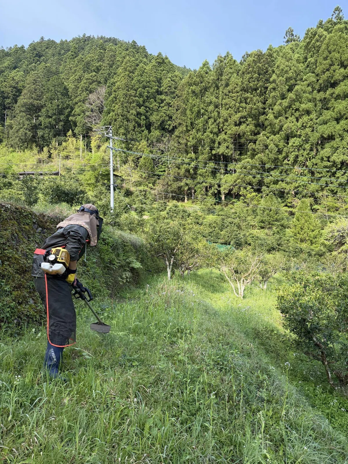 草刈りは涼しいうちに:暮らしにゆずの木プロジェクト①|きっとくらす