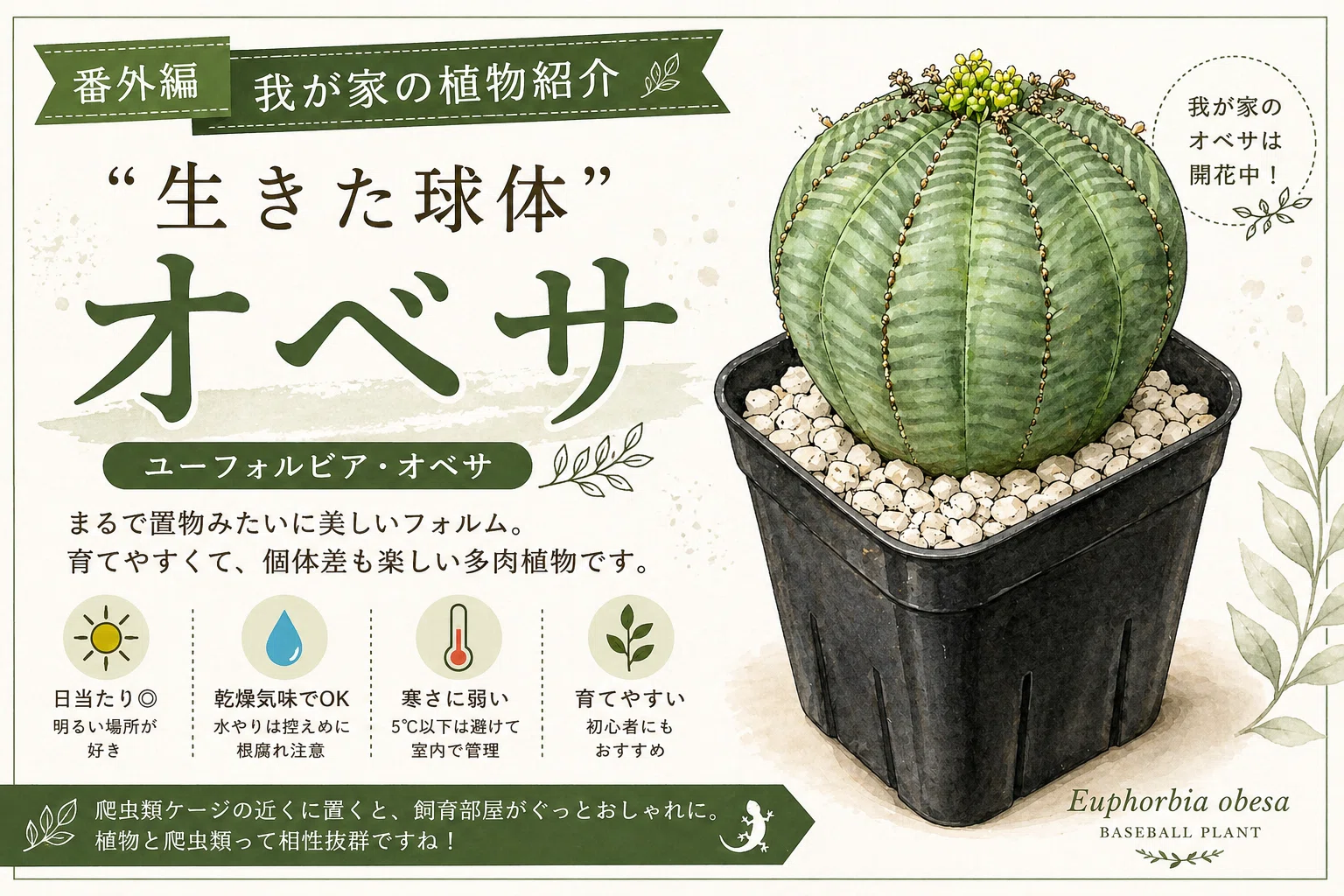 No.8 我が家の飼育生体紹介番外編「ユーフォルビア・オベサ」｜マキ