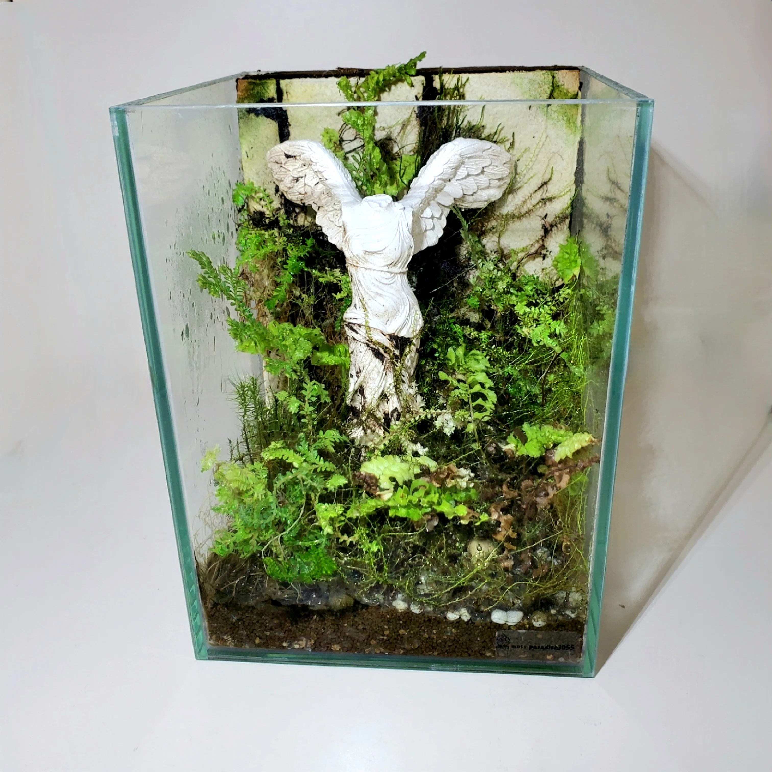 サモトラケのニケの苔テラリウムをメンテナンス｜moss paradise3055
