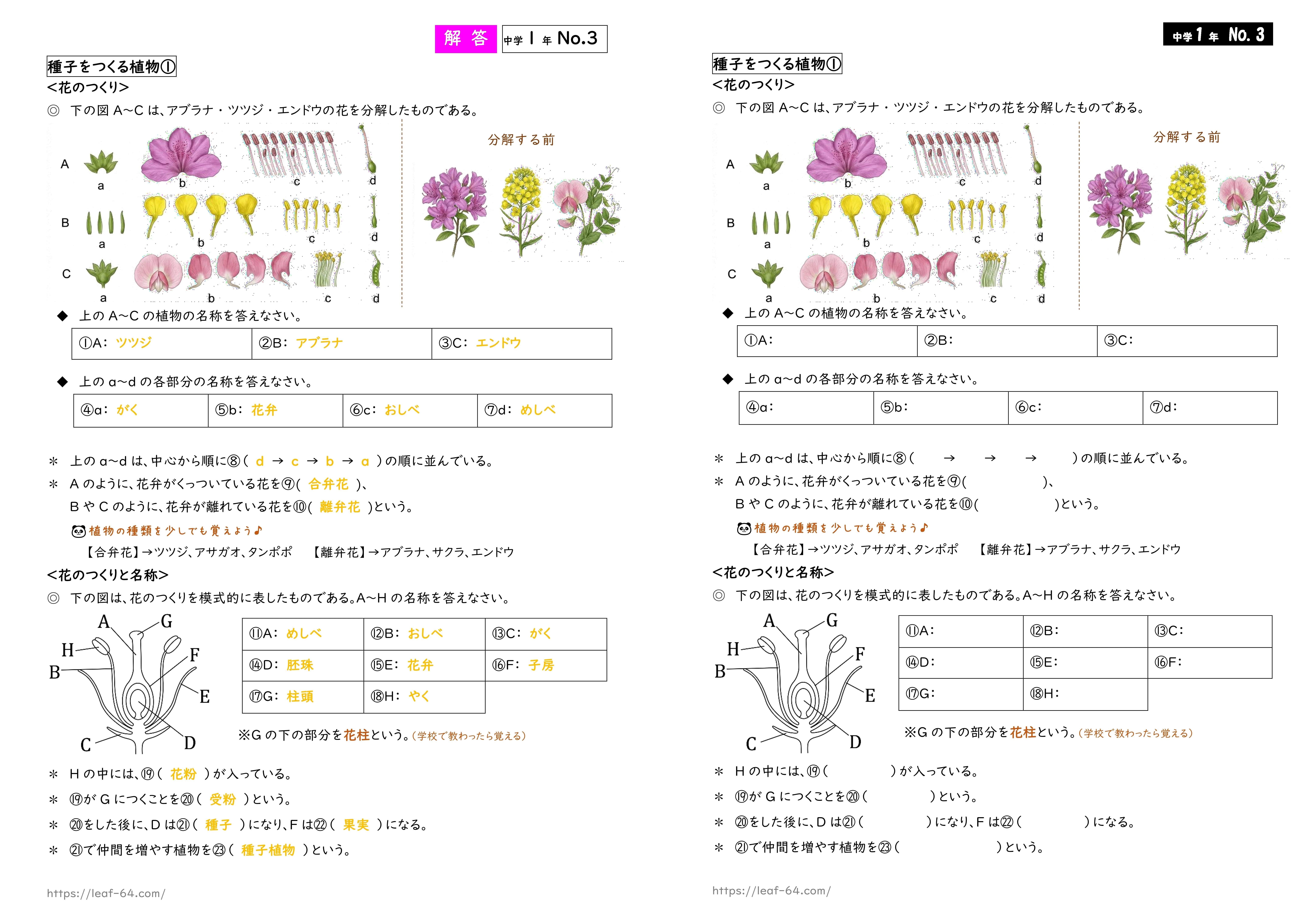 中1理科・生物分野】定期テスト対策プリント｜書き込み式＋赤シート