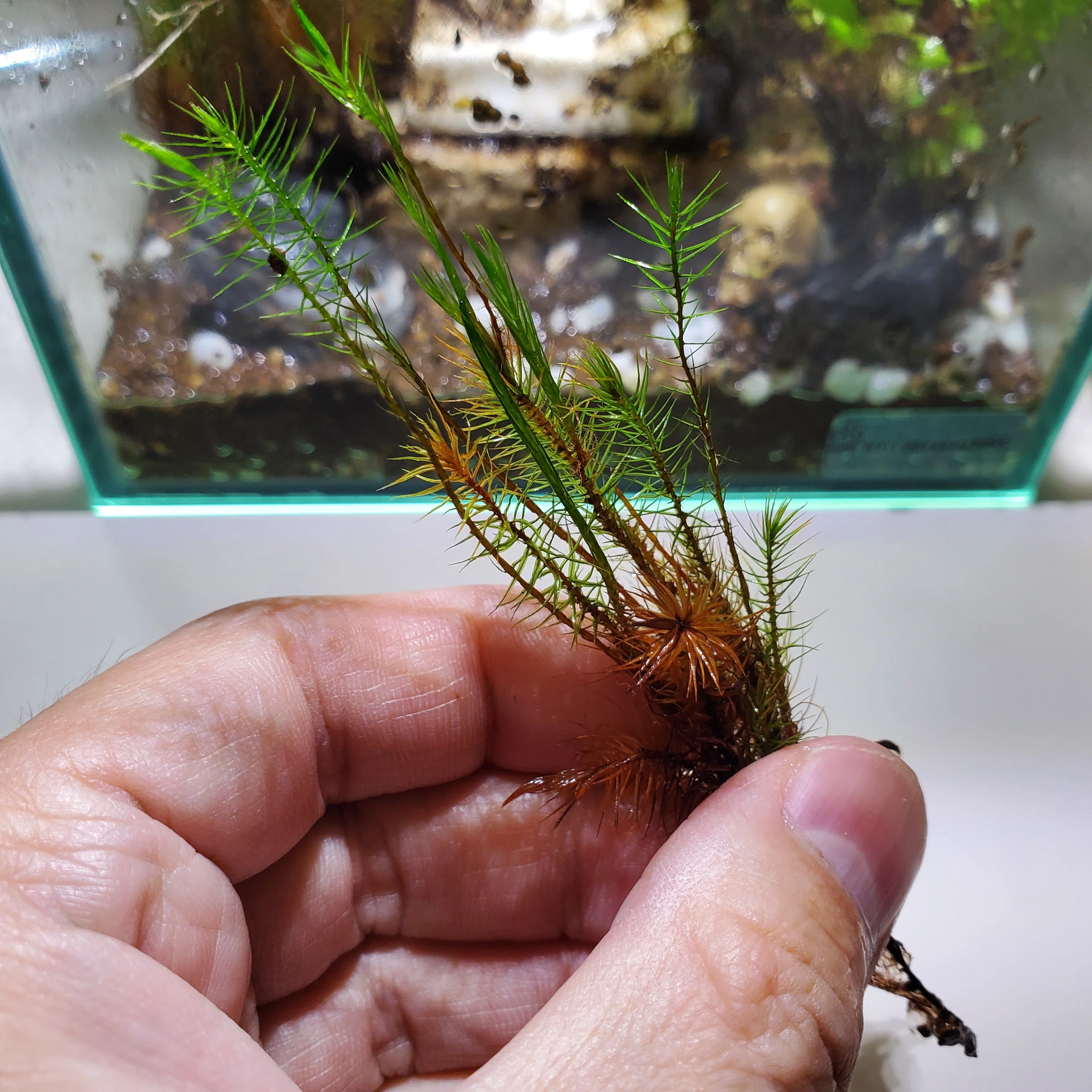 サモトラケのニケの苔テラリウムをメンテナンス｜moss paradise3055