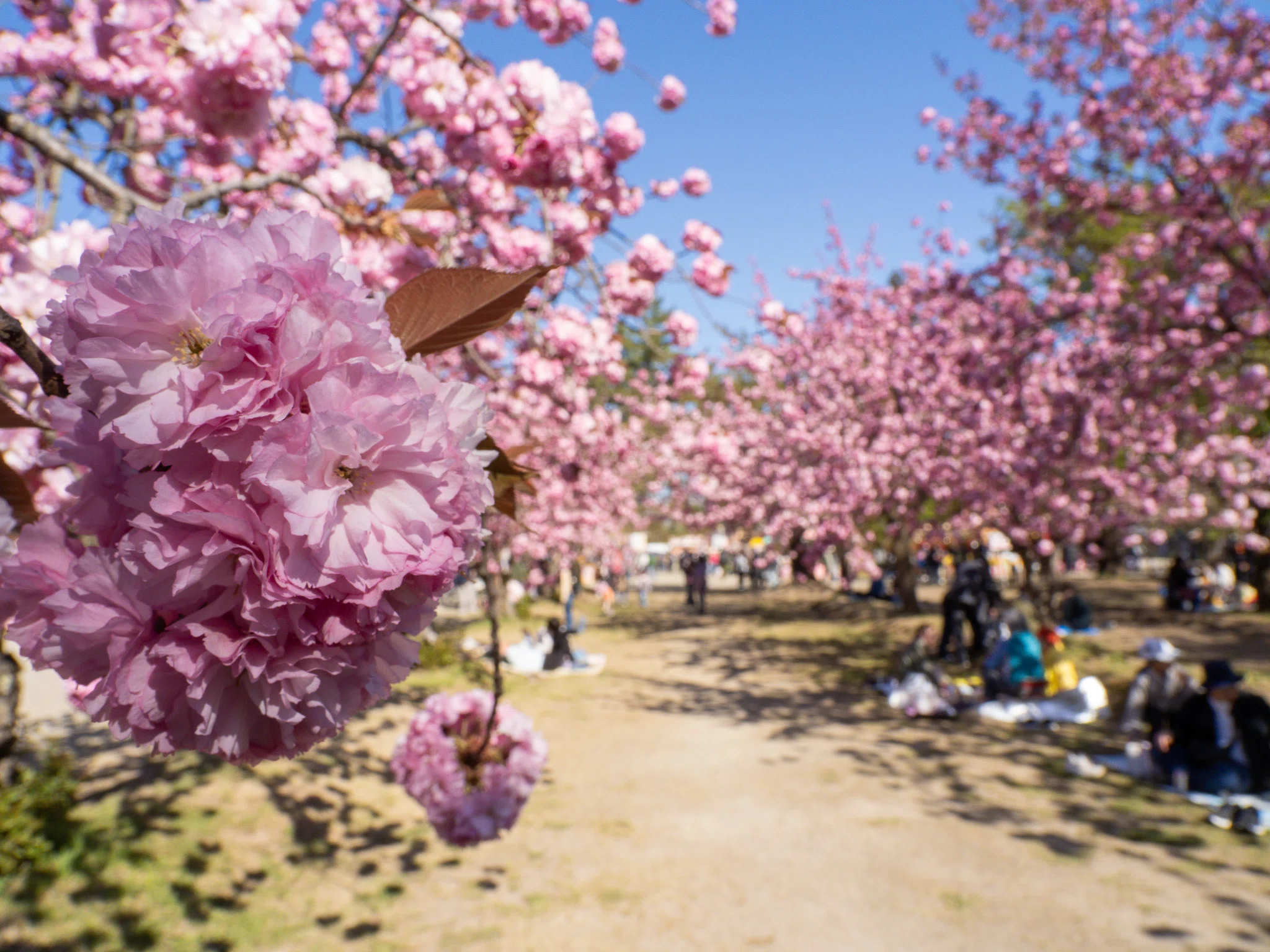 八重桜系が咲き乱れる4月29日の弘前公園（OM-D E-M5 MarkⅢ