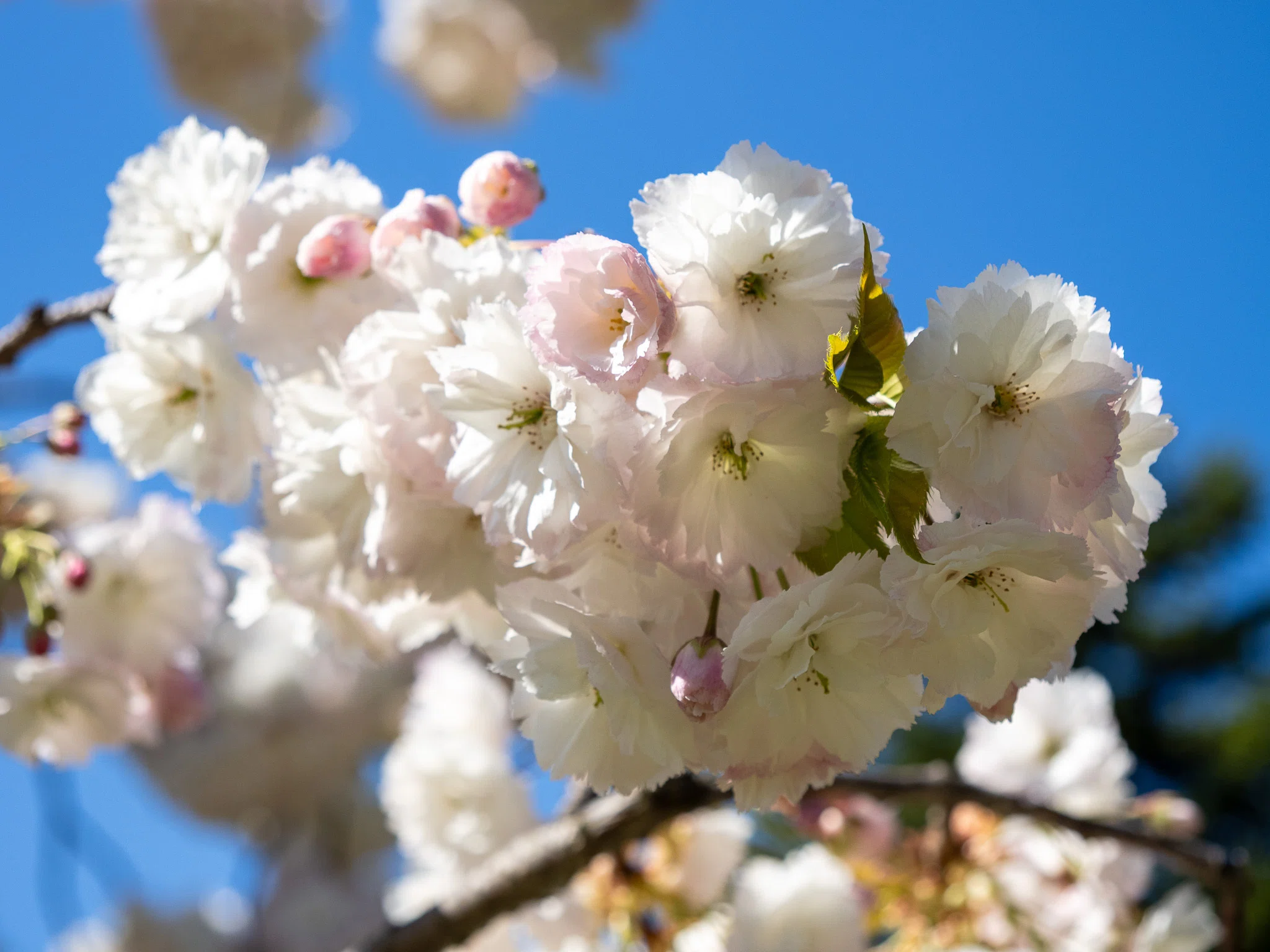 八重桜系が咲き乱れる4月29日の弘前公園（OM-D E-M5 MarkⅢ