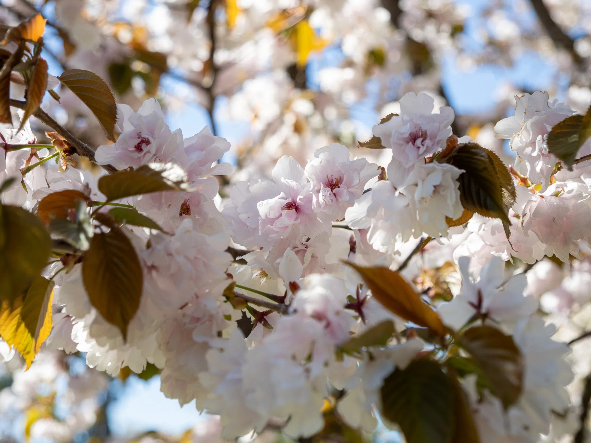 八重桜系が咲き乱れる4月29日の弘前公園（OM-D E-M5 MarkⅢ