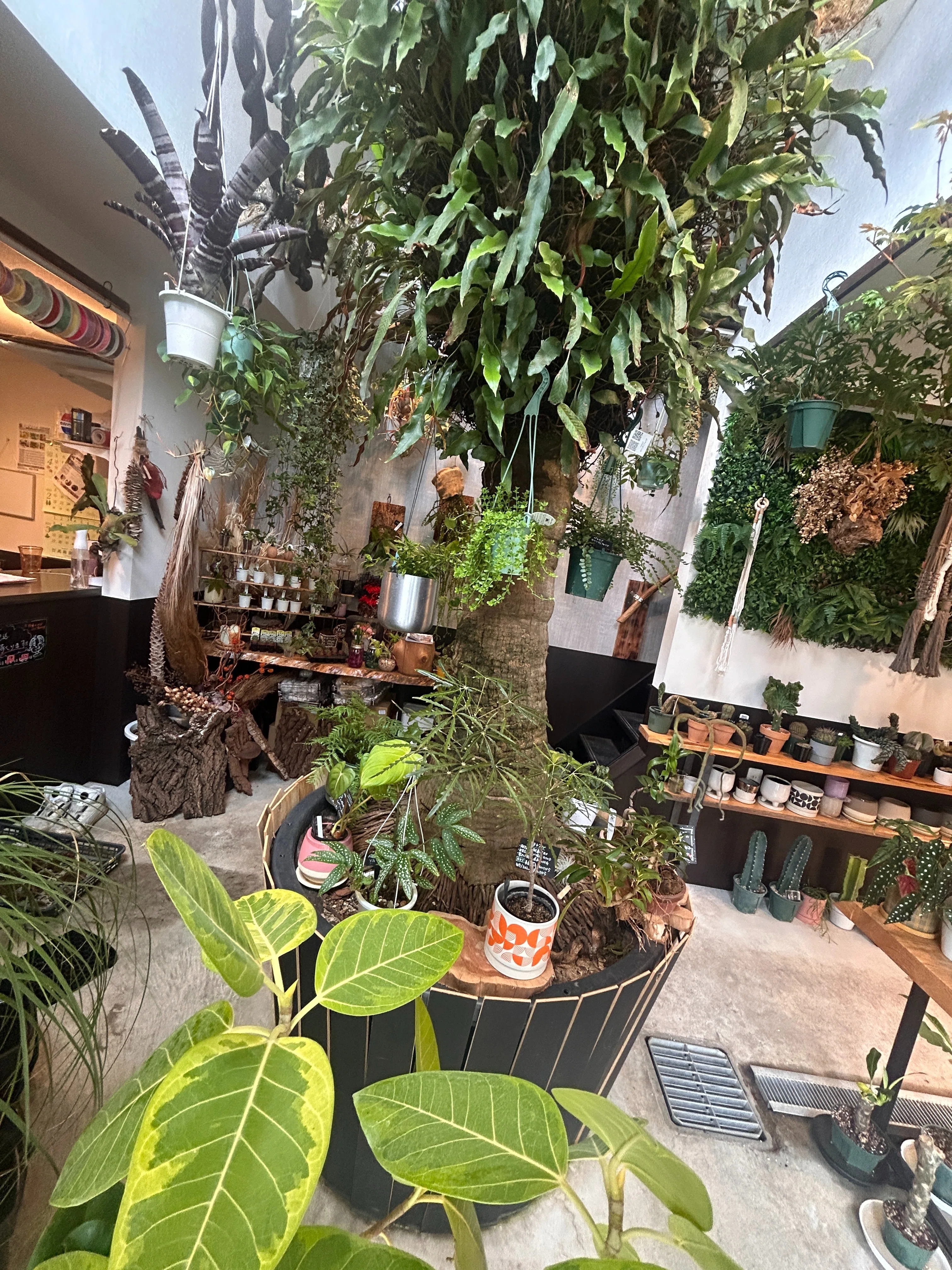 観葉植物 蒲生四丁目｜Green shop and Cafe aprico｜暮らしに緑を迎える、はじめ