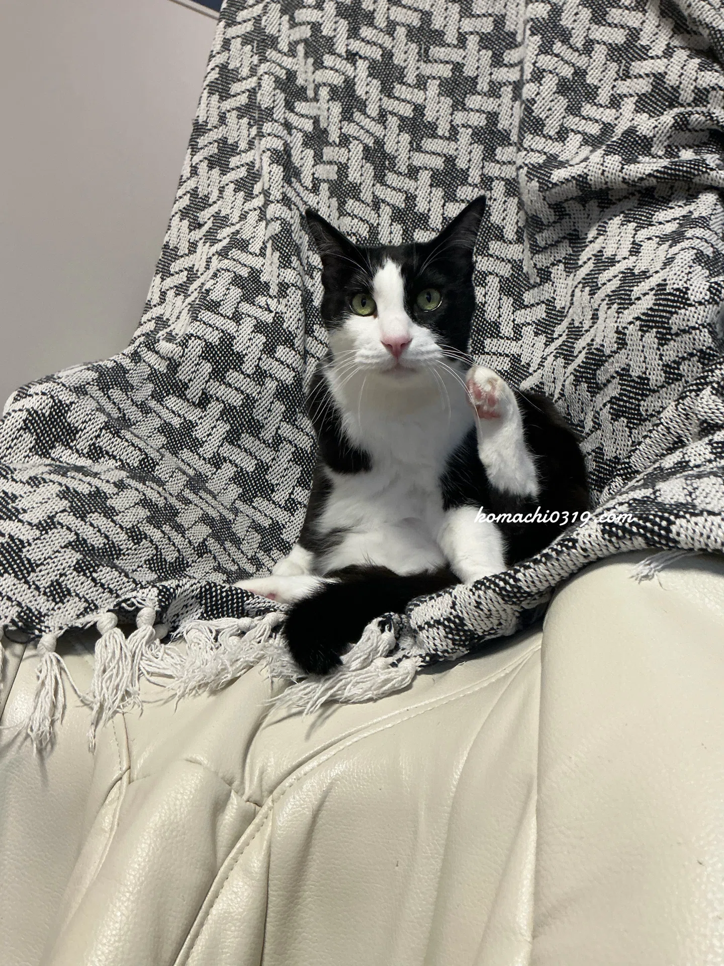 2026年4月29日 夜の猫達｜こまち