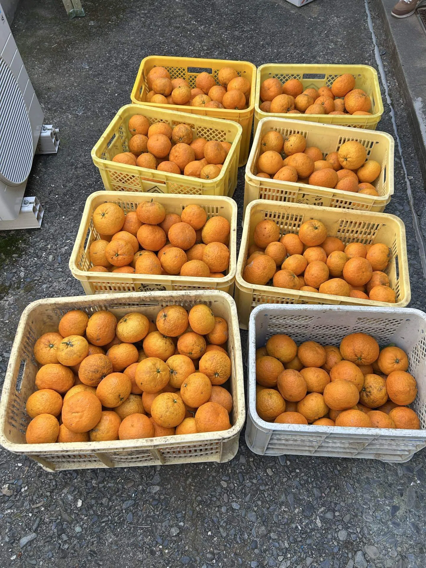 無農薬ミカン栽培の記録#6 〜甘夏の収穫と追肥そして苗木の植樹｜Yoshi