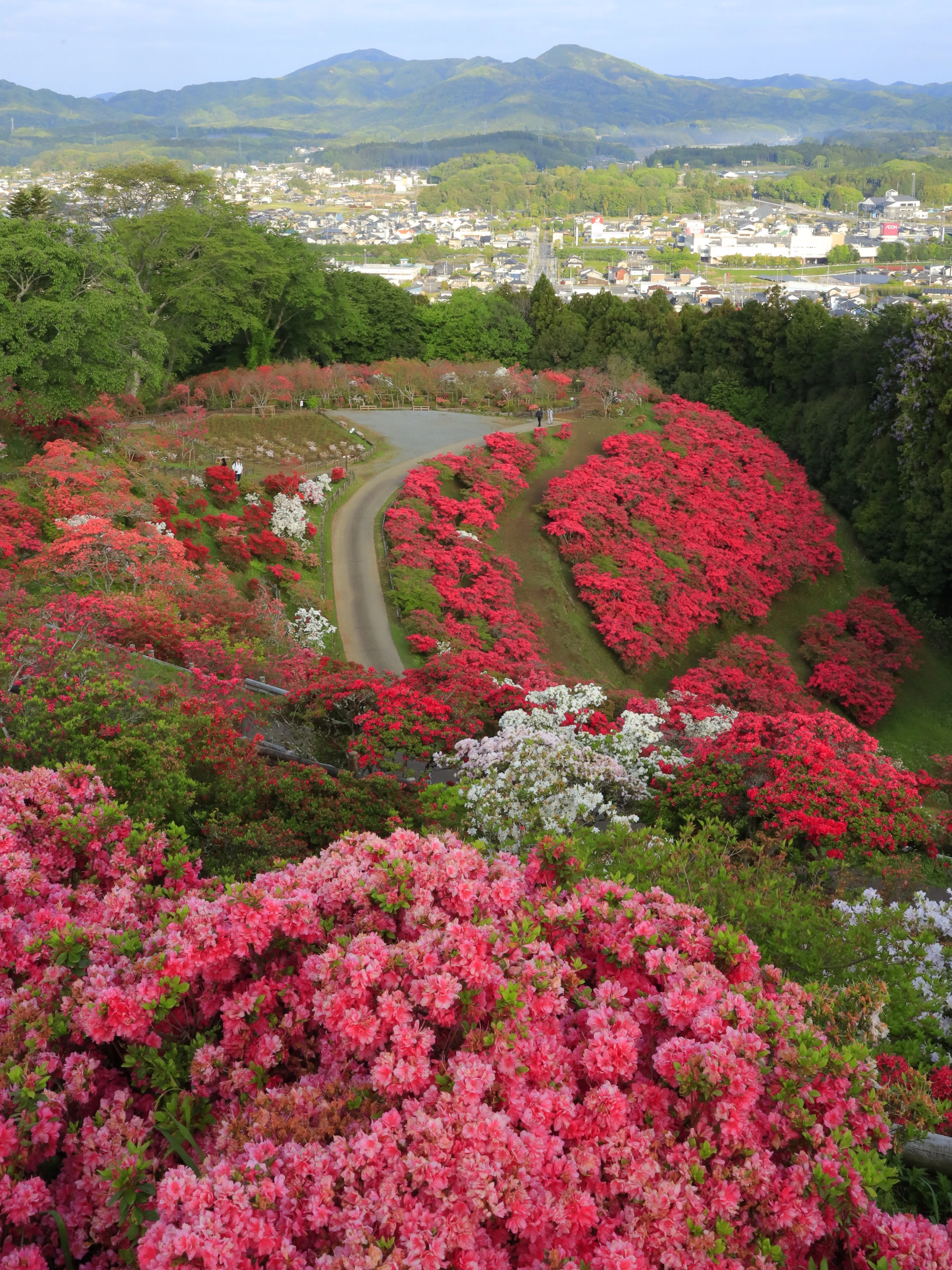 【春の風景の中の花嫁行列】 ルートヴィヒ・リヒター　複製 あと一か所だけ」が終わらない、藤とつつじの春遠征｜わびさん（関東