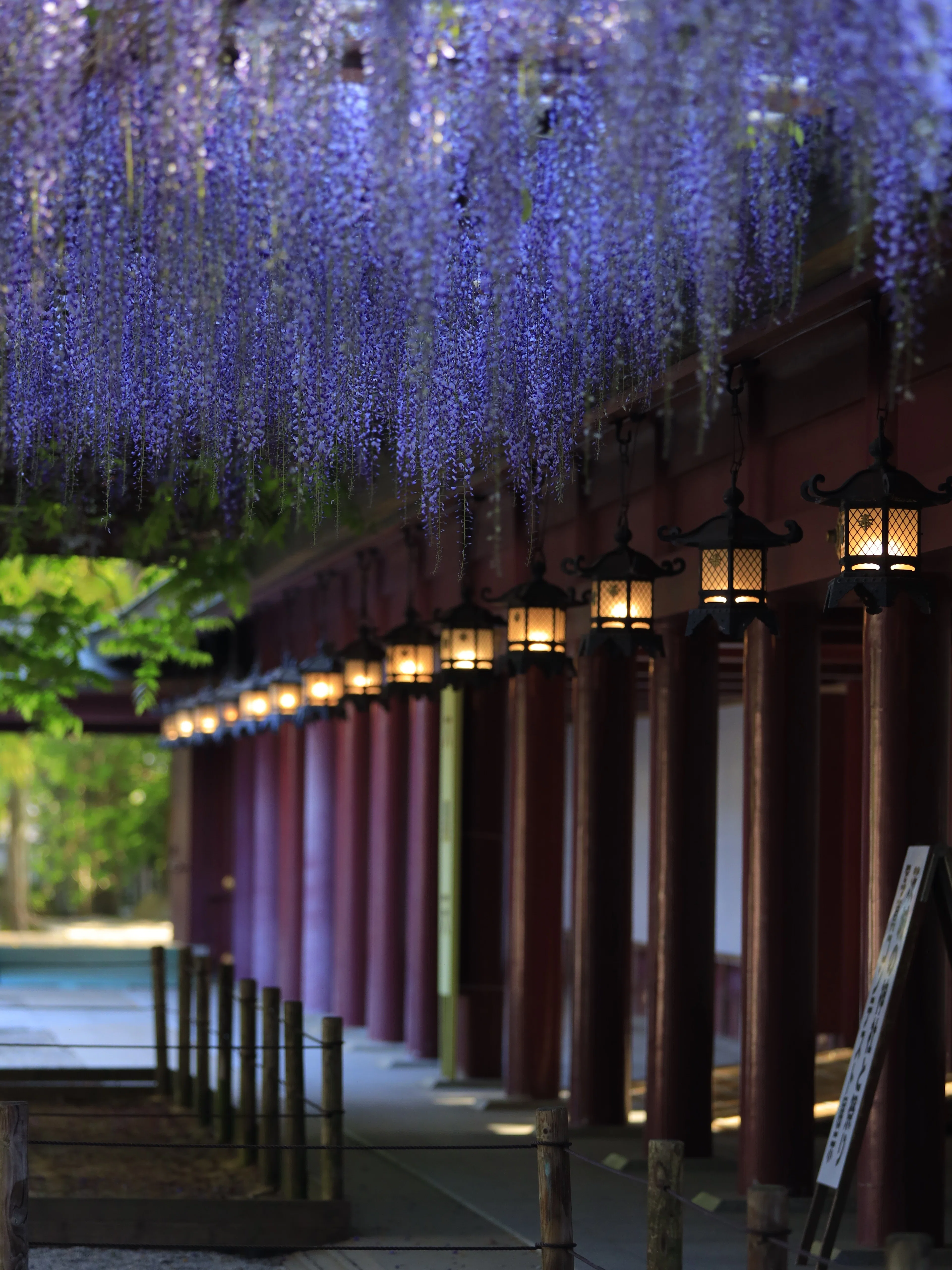 【春の風景の中の花嫁行列】 ルートヴィヒ・リヒター　複製 あと一か所だけ」が終わらない、藤とつつじの春遠征｜わびさん（関東