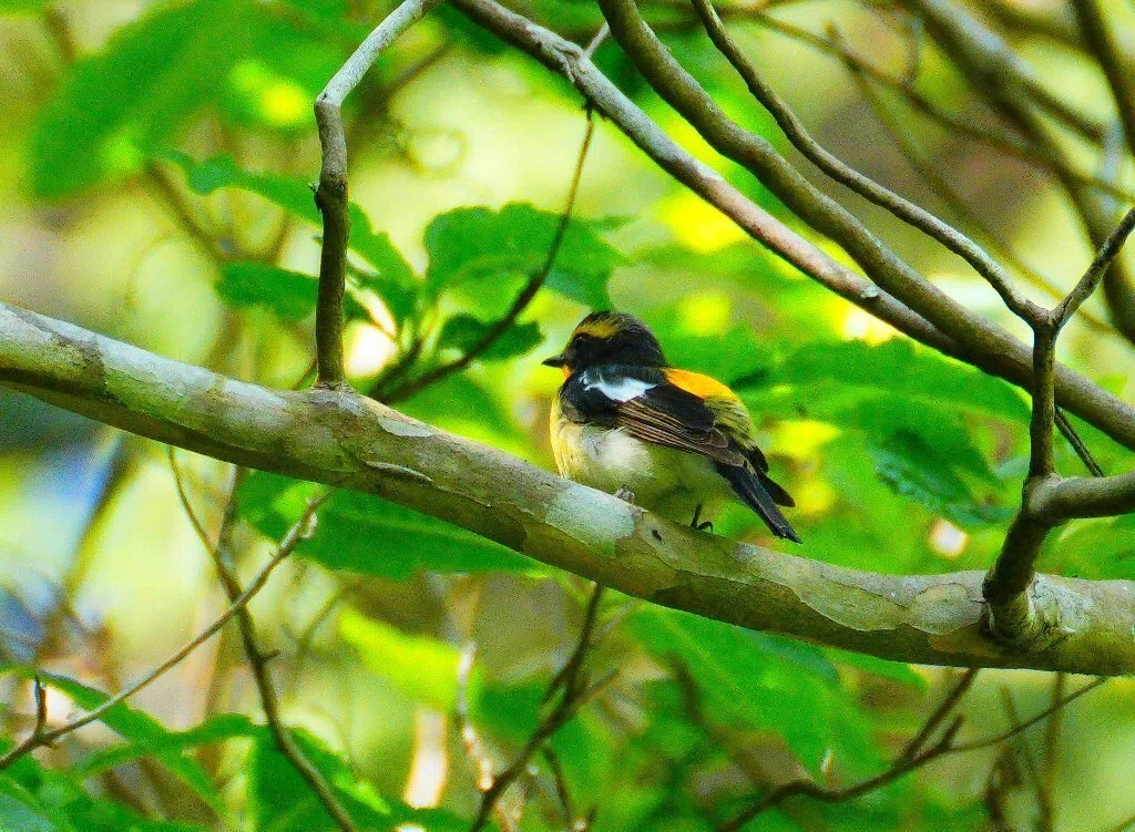 夏鳥探しに里山での撮影、キビタキのオス。｜z120