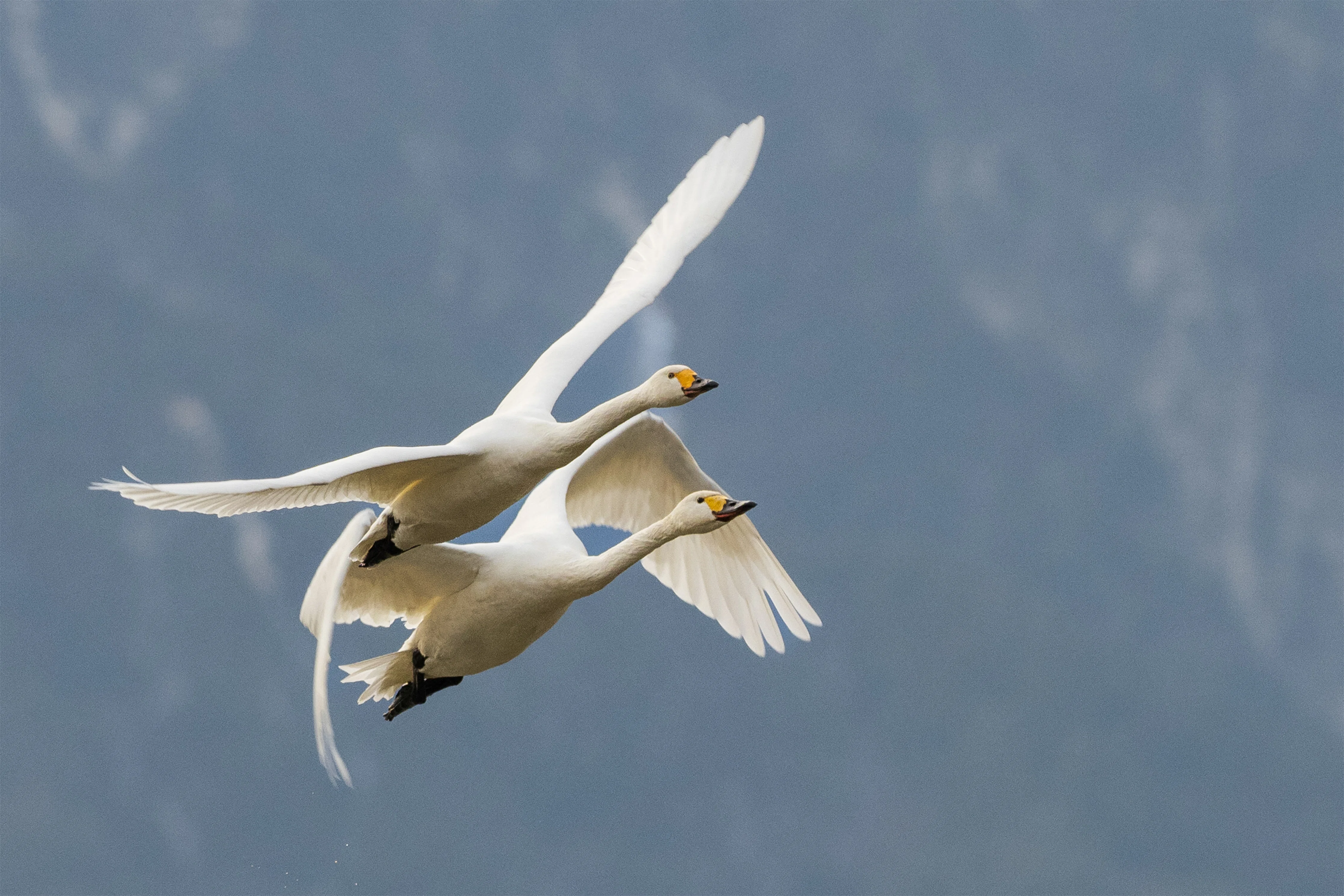 おとなの写真絵本：大空をわたる白鳥たち その3（白鳥ヒューイと