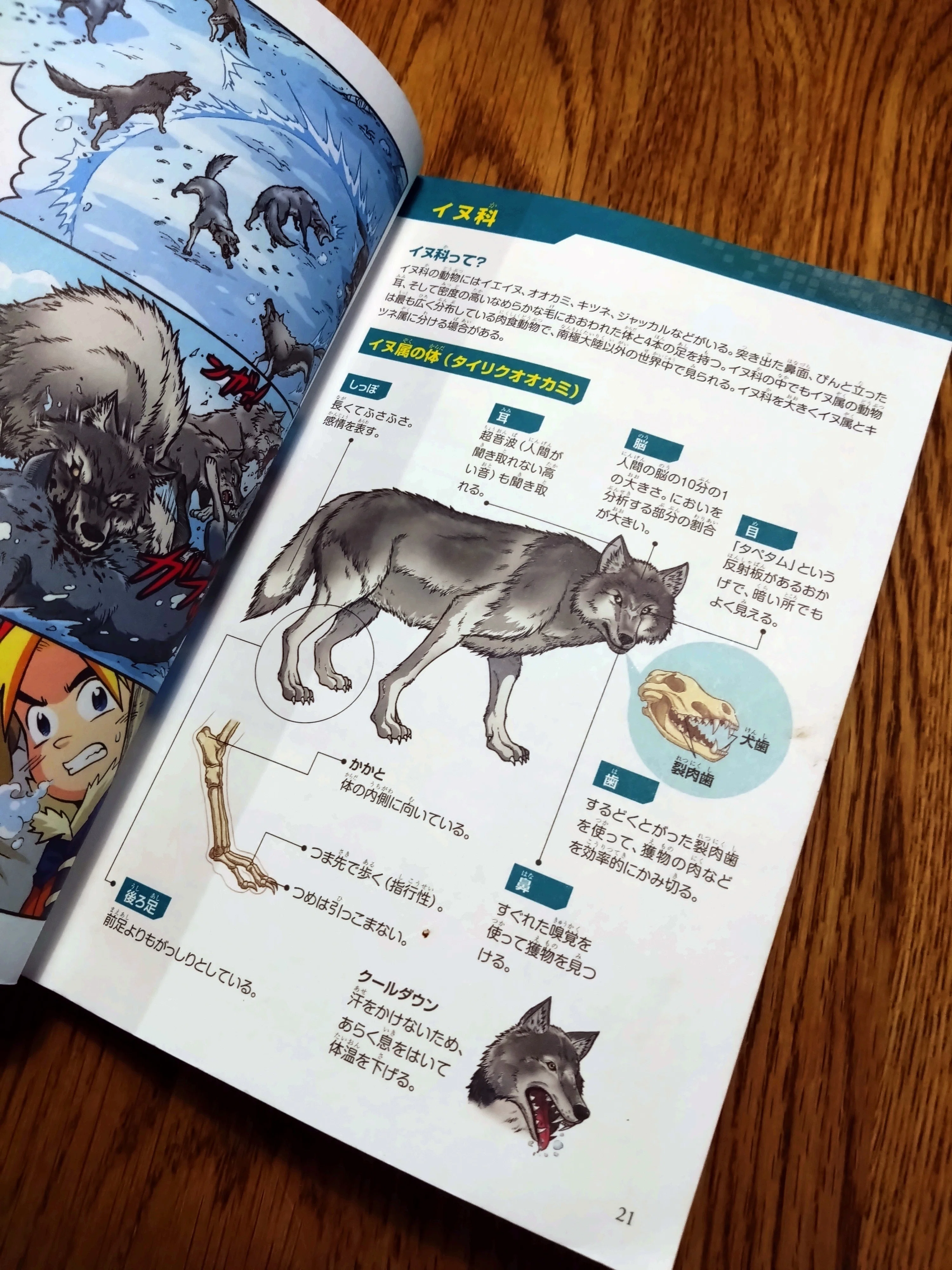 小学校低学年にオススメの科学まんが『どっちが強い！？』シリーズの