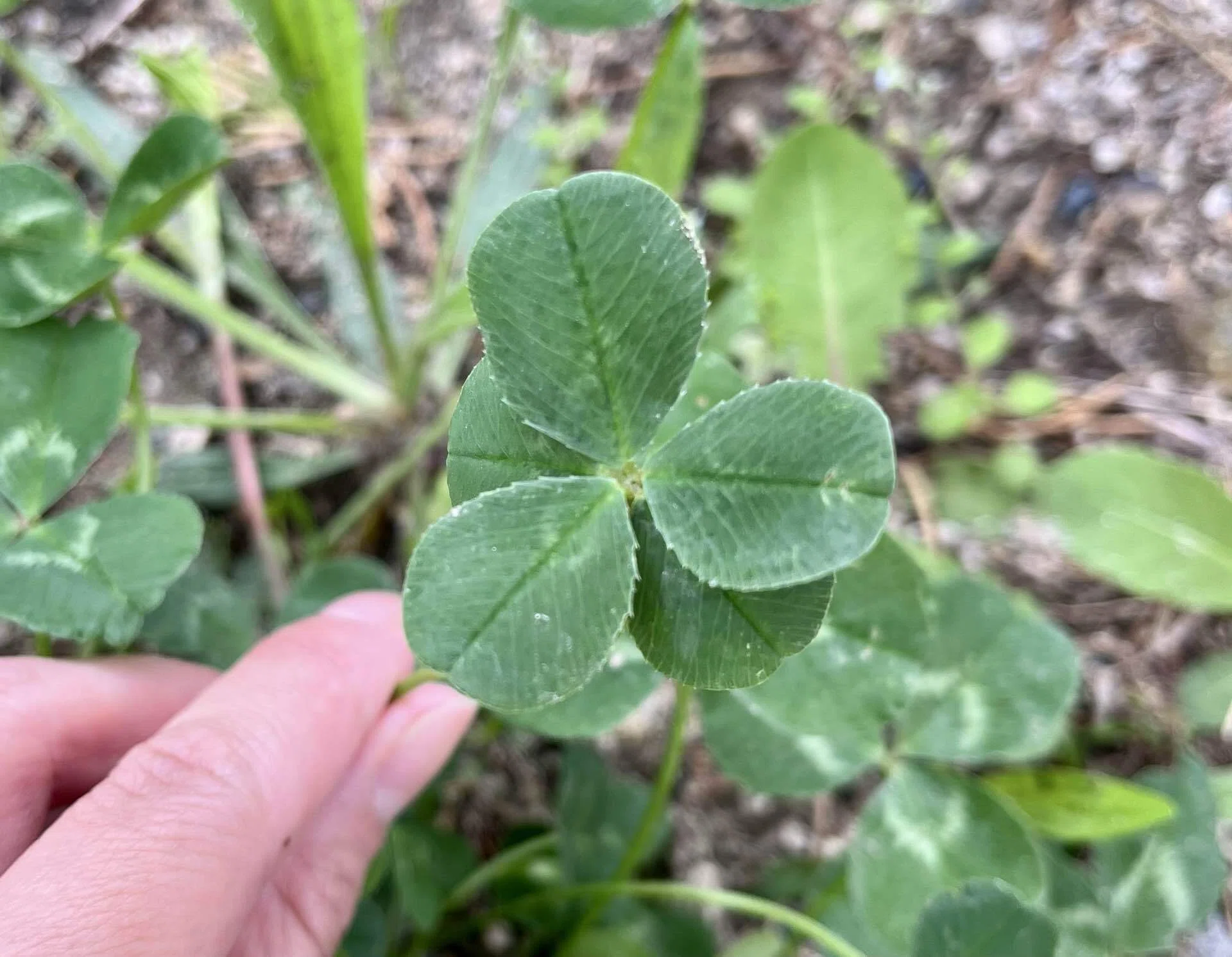 五つ葉のクローバー🍀見つけた！｜ほしくさ🌱