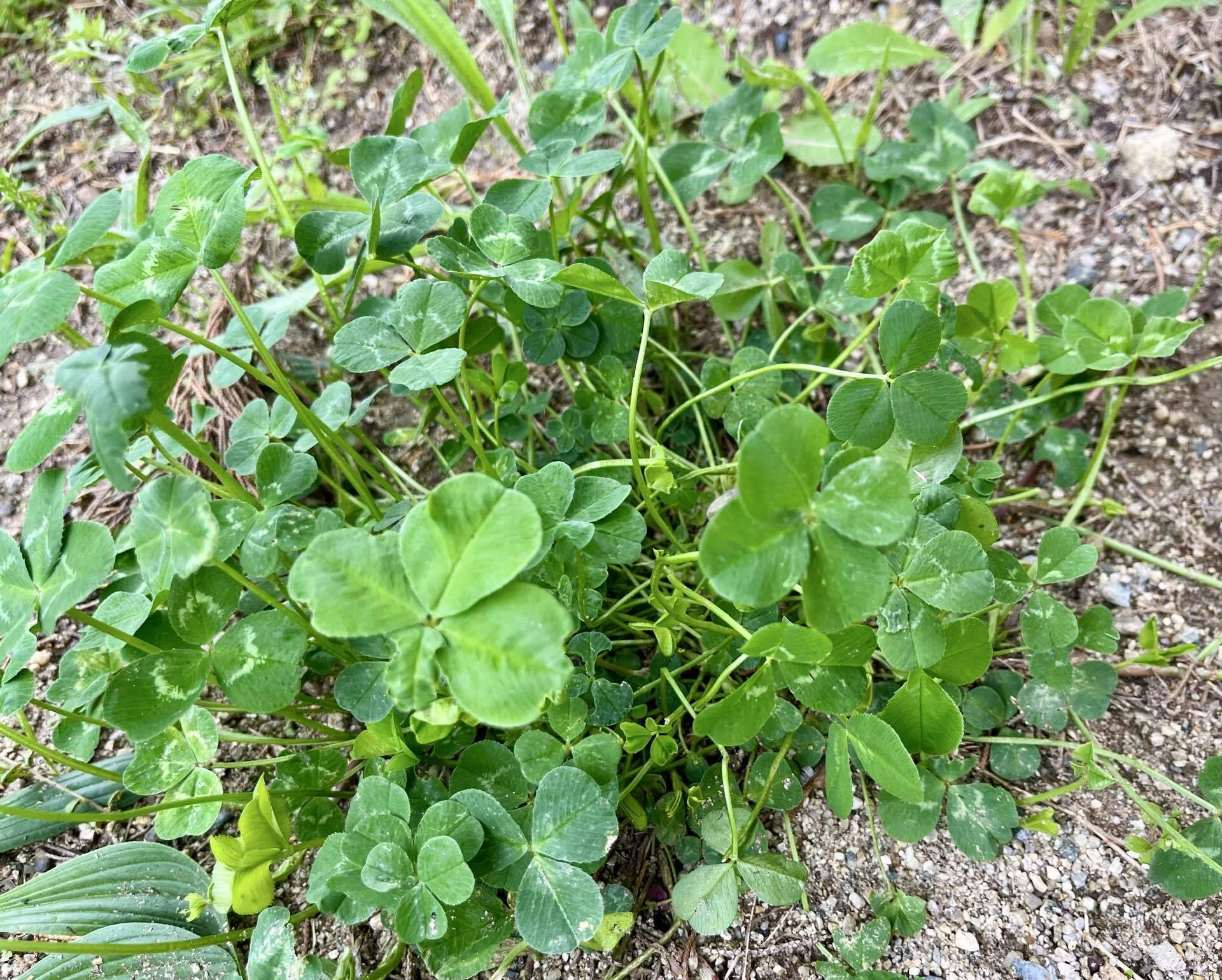 五つ葉のクローバー🍀見つけた！｜moegi