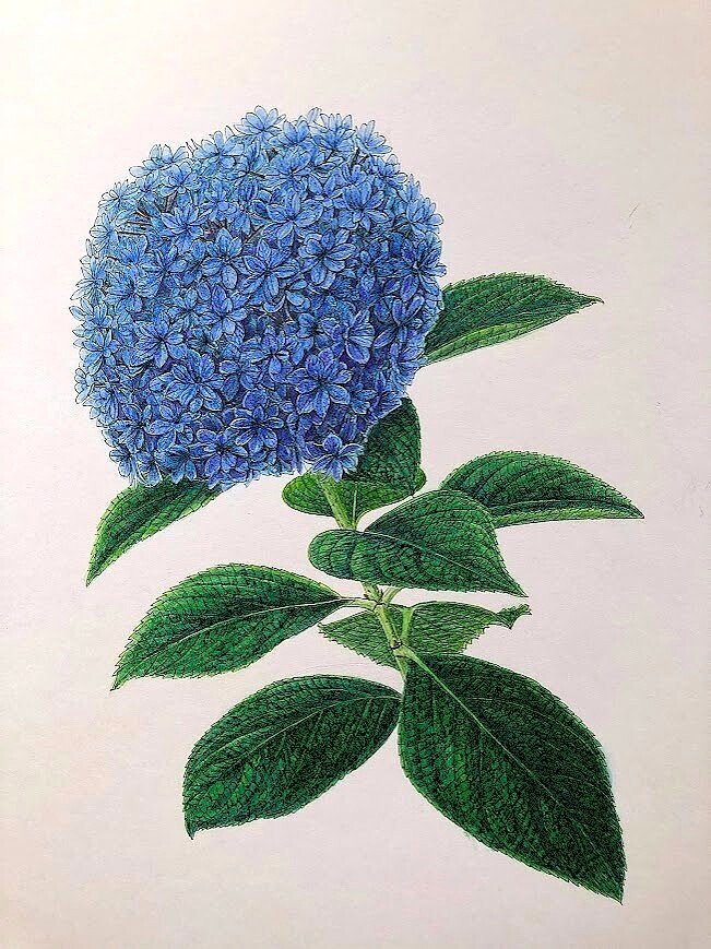 原画 フラワーアート 花の絵 花柄 ボタニカル 花図鑑　花　ガーデン 紫陽花 NO.367】蓮の花畑ボタニカルのフラワーアートポスター☆カラフル水彩画