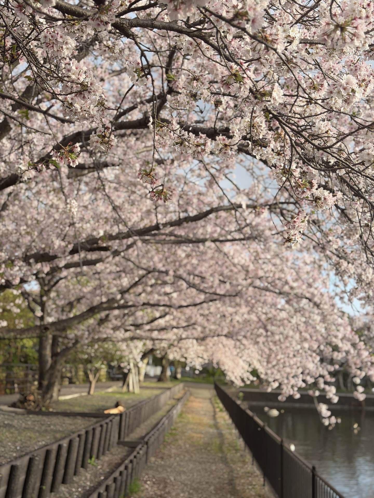 桜は散っても桜の想い出をチカラにしてゆくサクラアゲート(桜瑪瑙