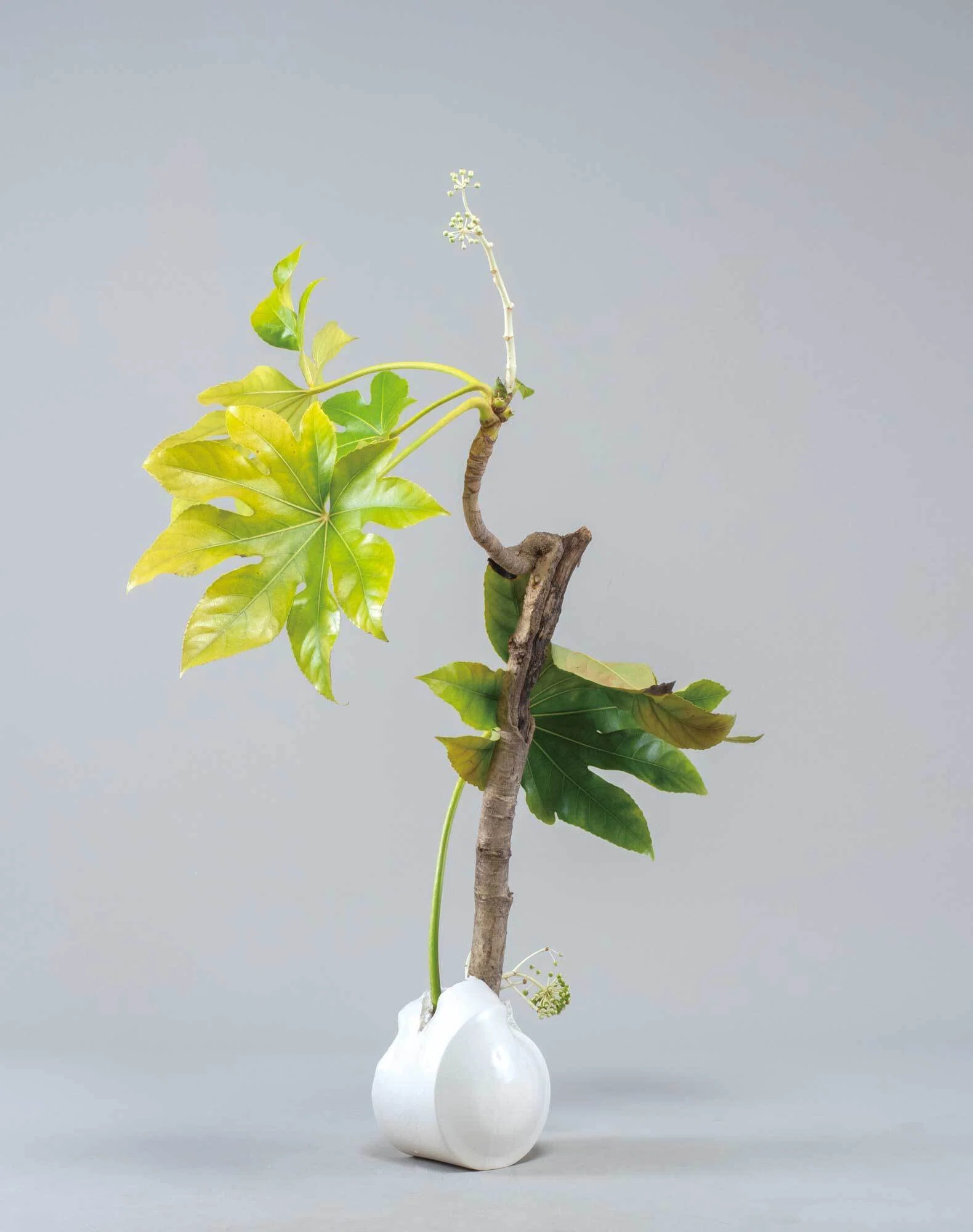 一種類だけの植物で突き詰める表現（『いけ花龍生』5月号掲載/本部3月