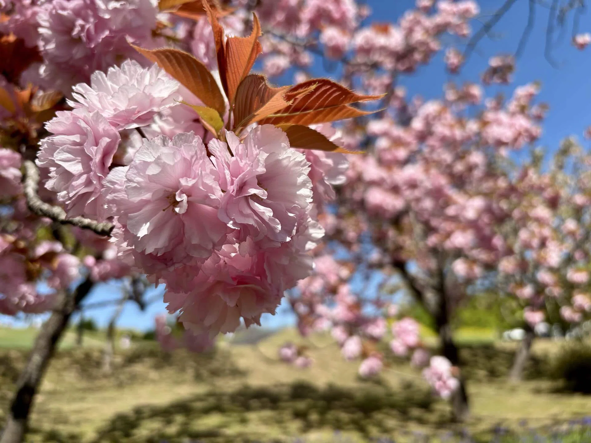 I went to see flowers again this year + alpha｜漣雪