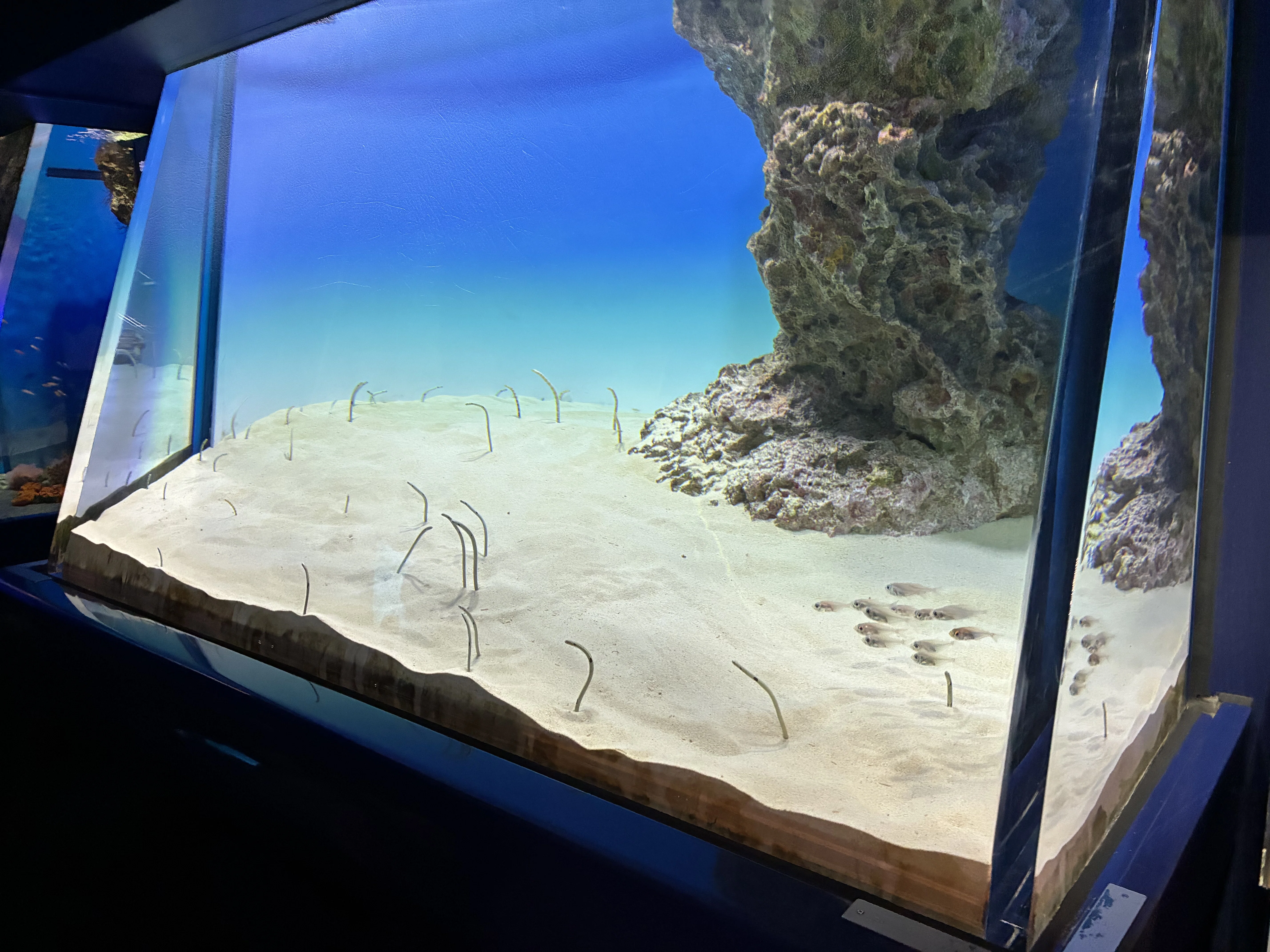 チンアナゴだけレビューVol.3］アクアワールド茨城県大洗水族館｜すがい