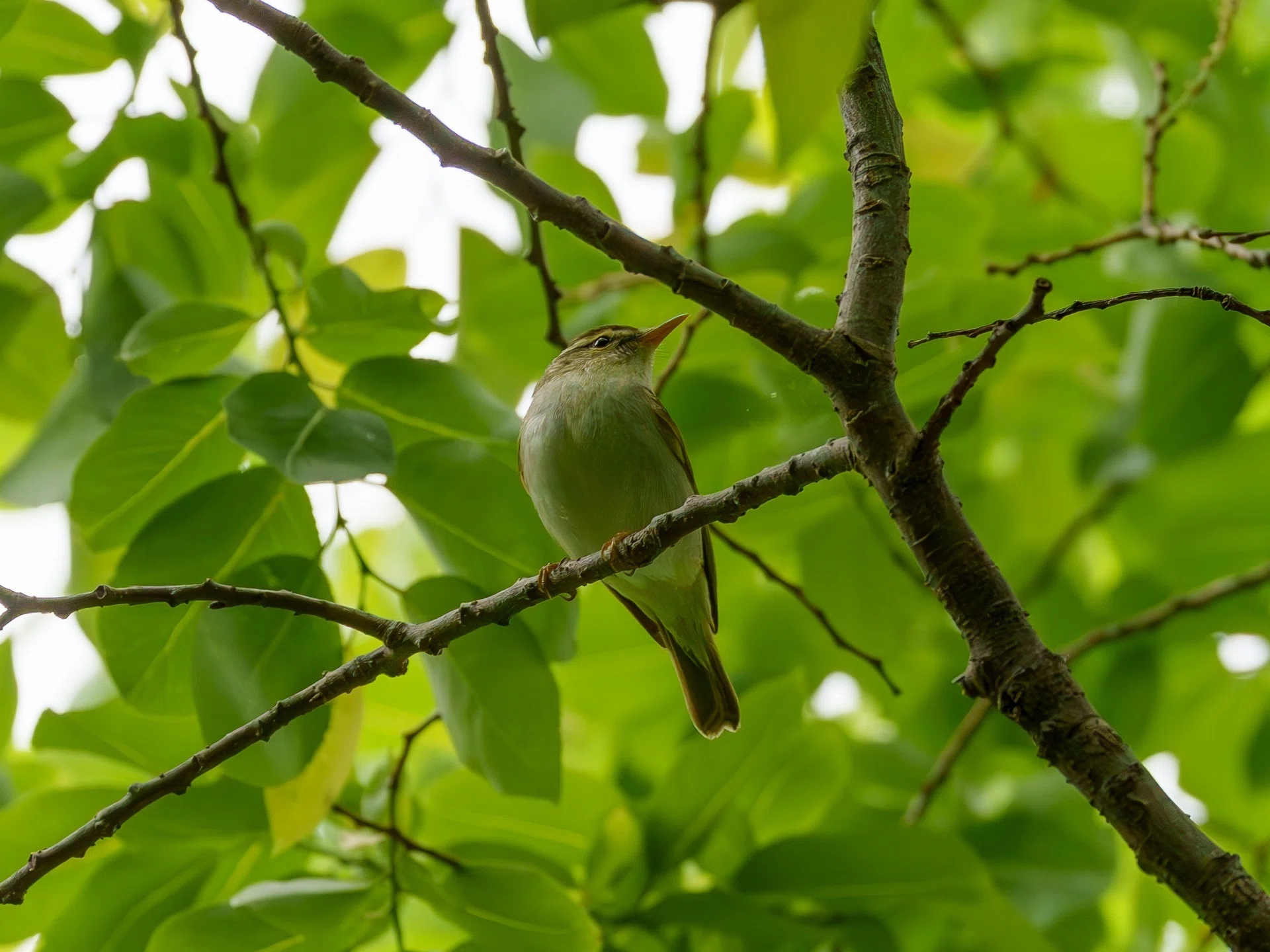 野鳥撮影 2026-04-30｜石敲そに
