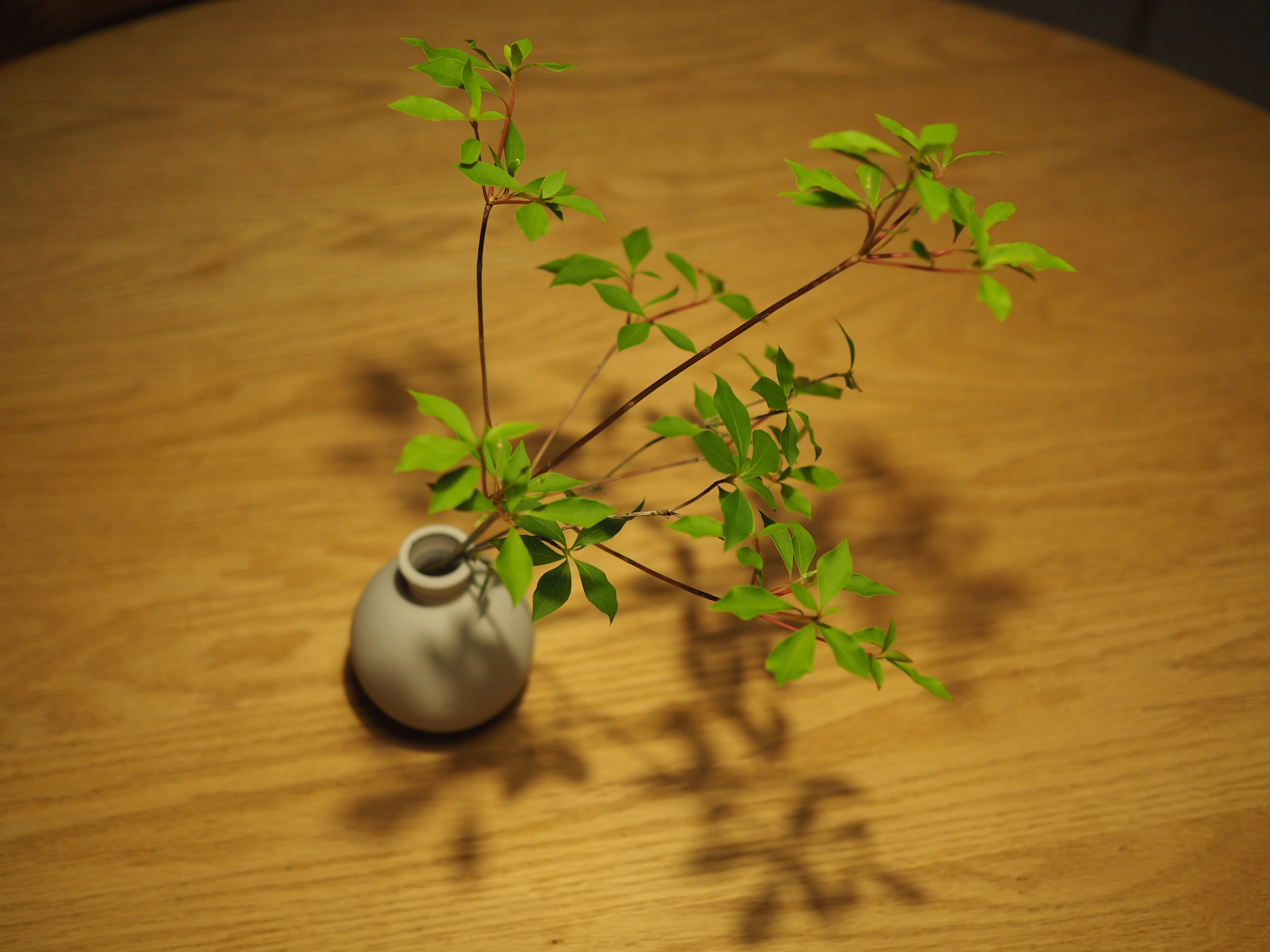 日常を変える/小さな変化。花を飾ったことがないボクが、花瓶を買う