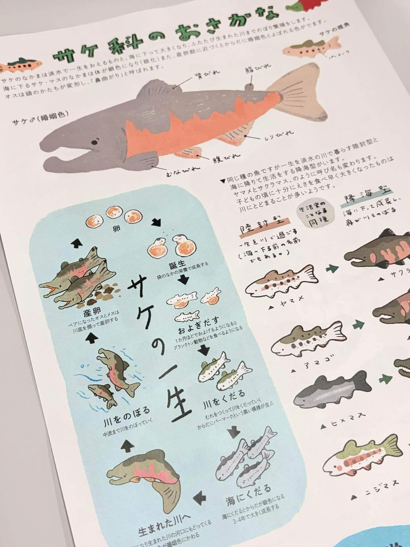 サケの仲間ノートを描く4月｜木溪そのみ