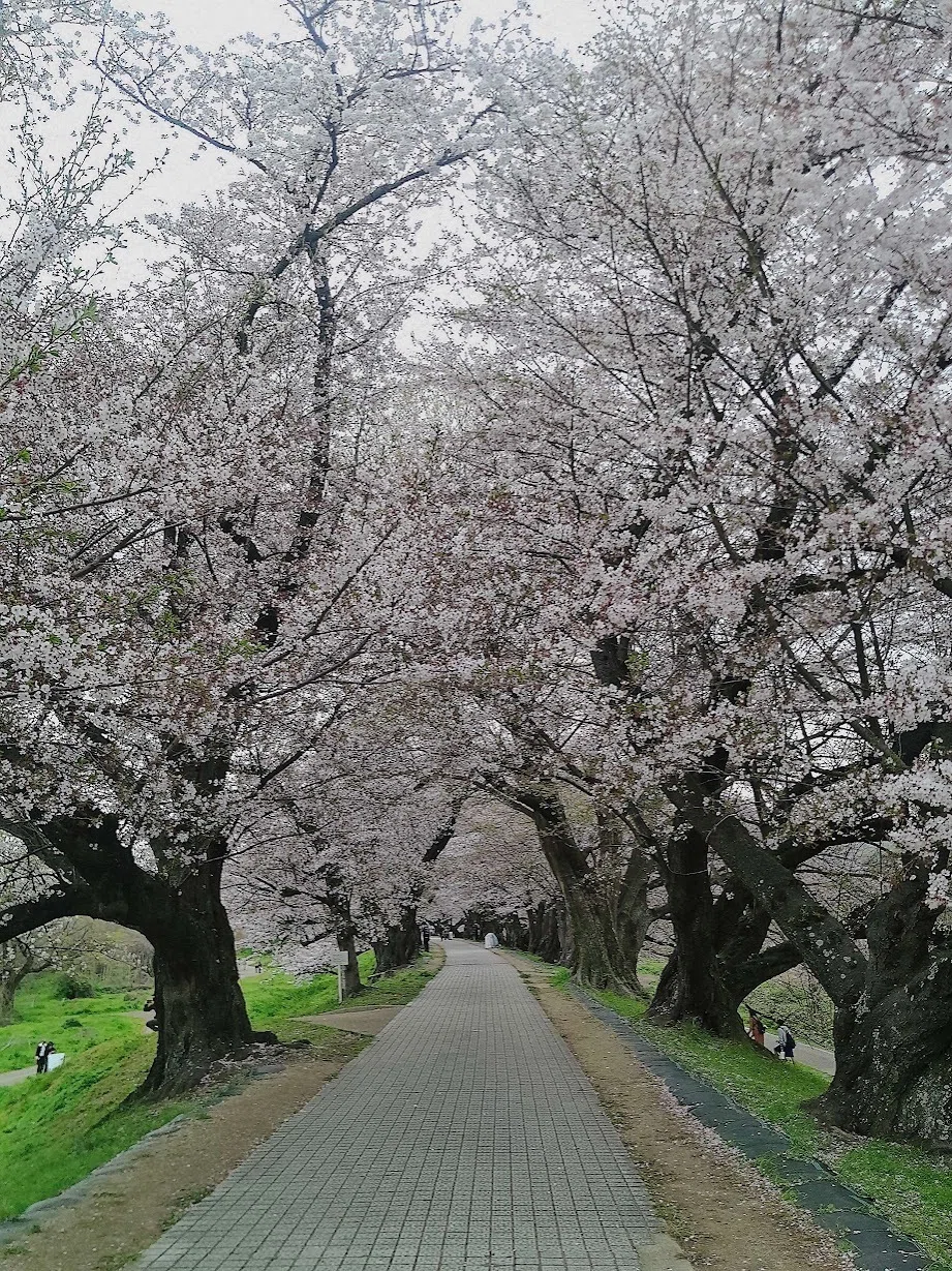 散歩日誌】長い桜トンネル続く背割堤🌟それは人が治水のために作った