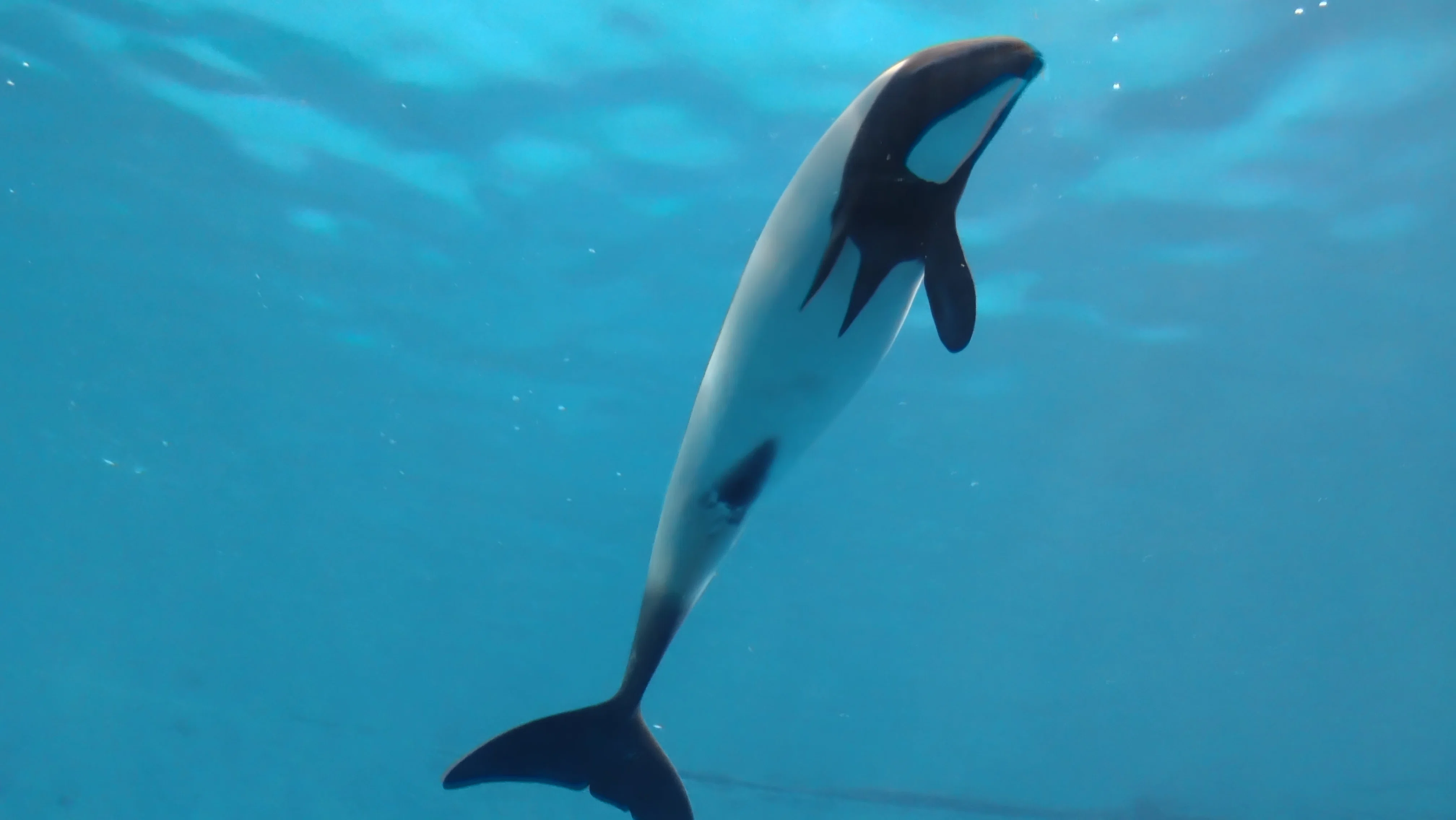大人の修学旅行・名古屋〜伊勢志摩⑦】鳥羽水族館・後編｜Lia
