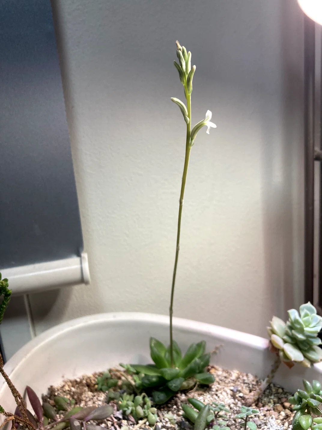 ハオルチア（多肉植物）急成長｜くろすけ