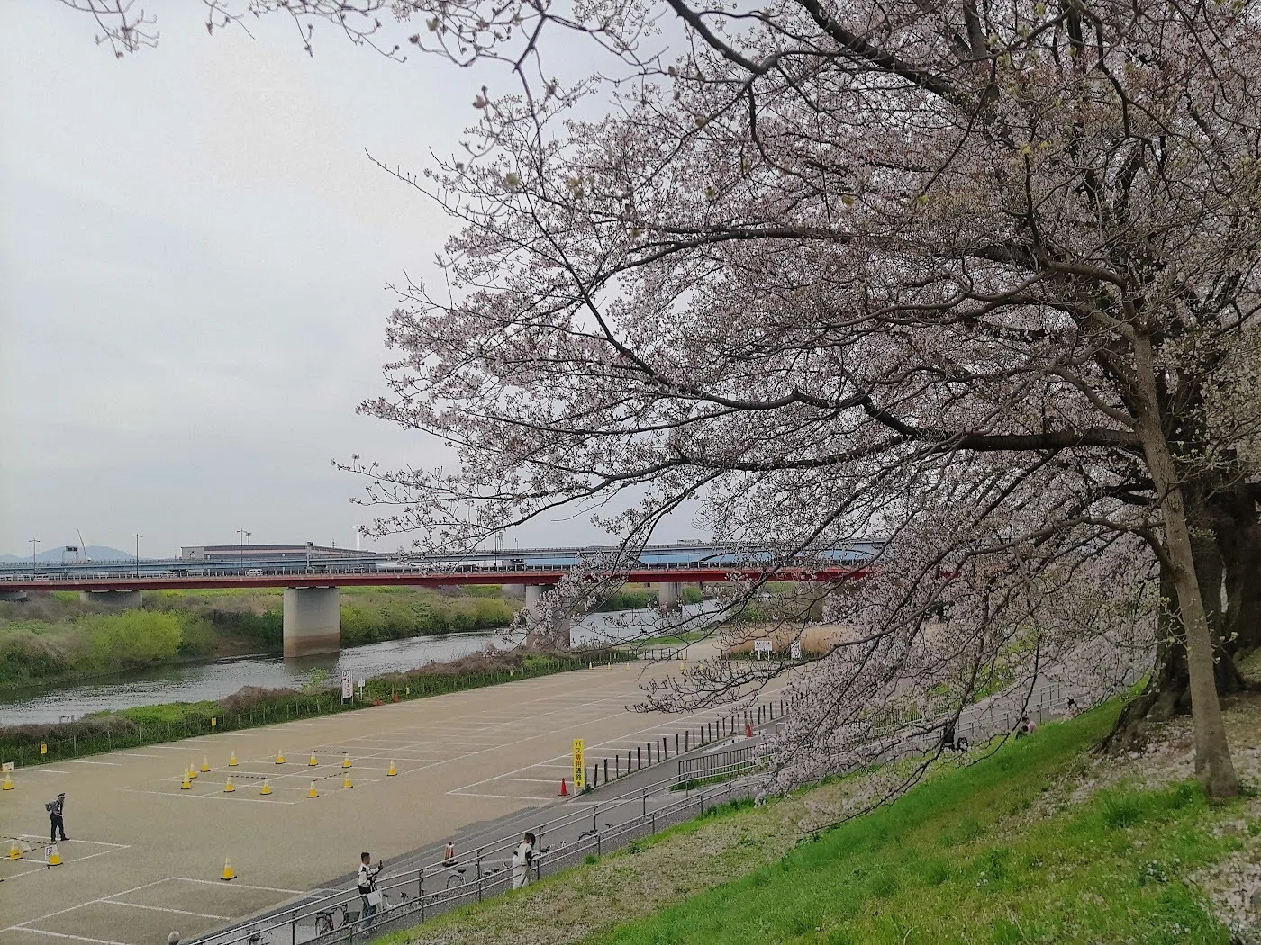 散歩日誌】長い桜トンネル続く背割堤🌟それは人が治水のために作った