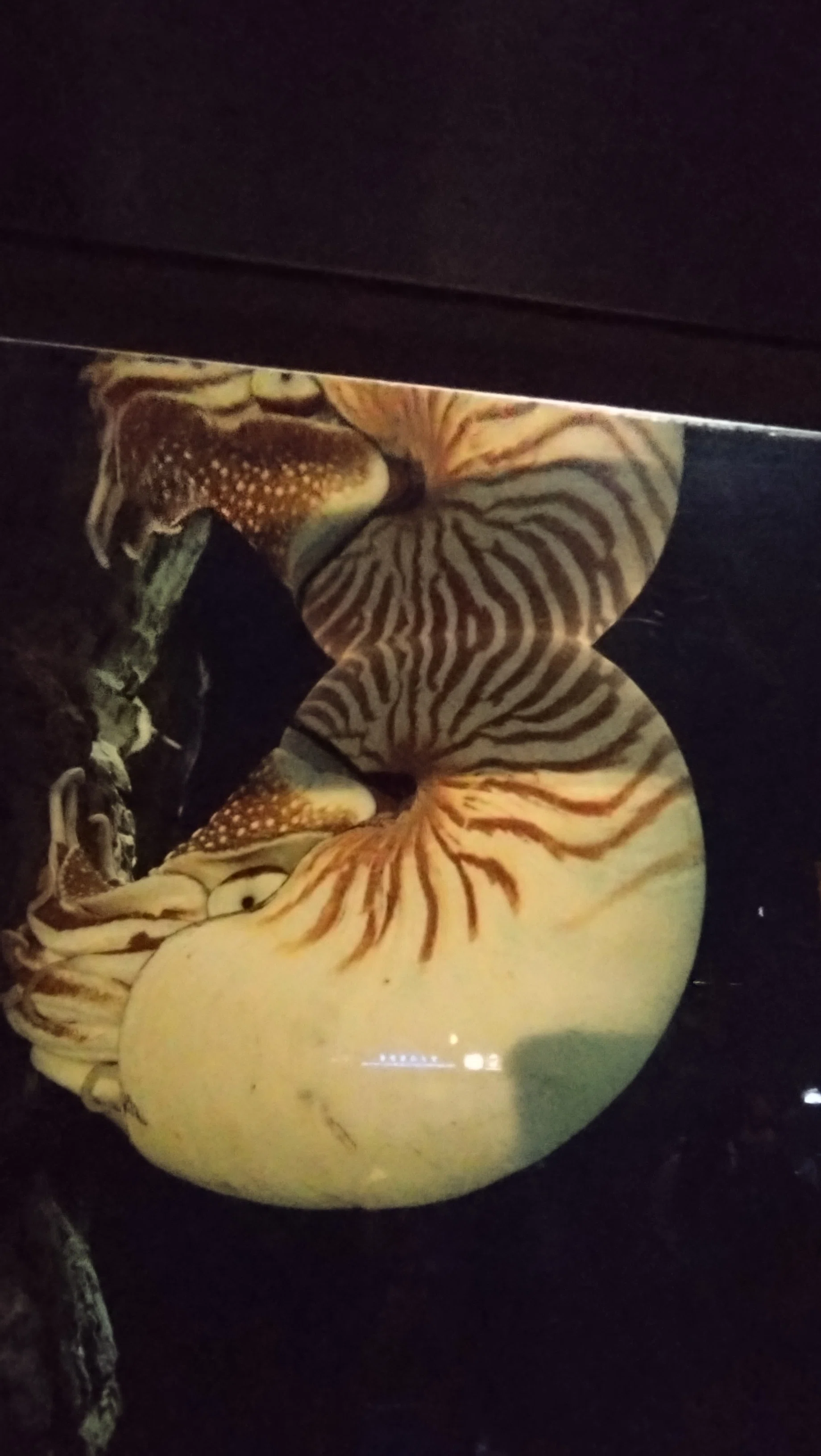 大人の修学旅行・名古屋〜伊勢志摩⑦】鳥羽水族館・後編｜Lia
